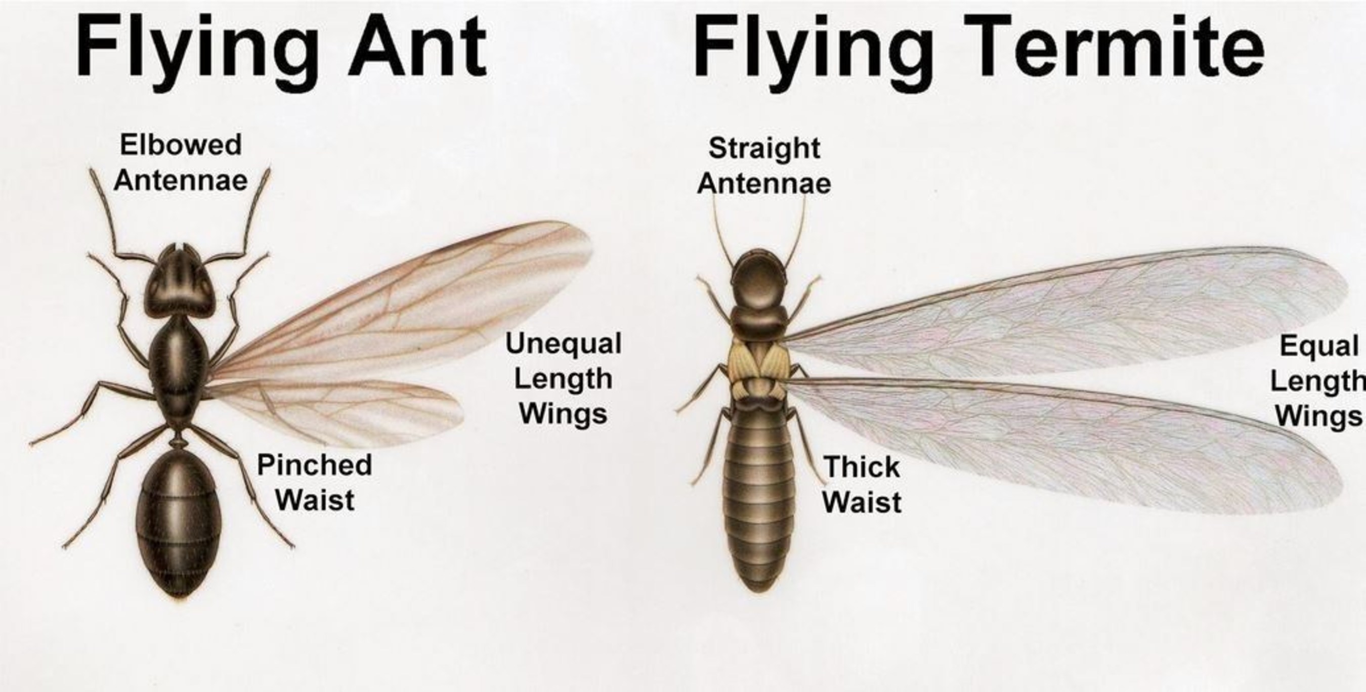 Ant Or Termite,How Do Birds Mate Video