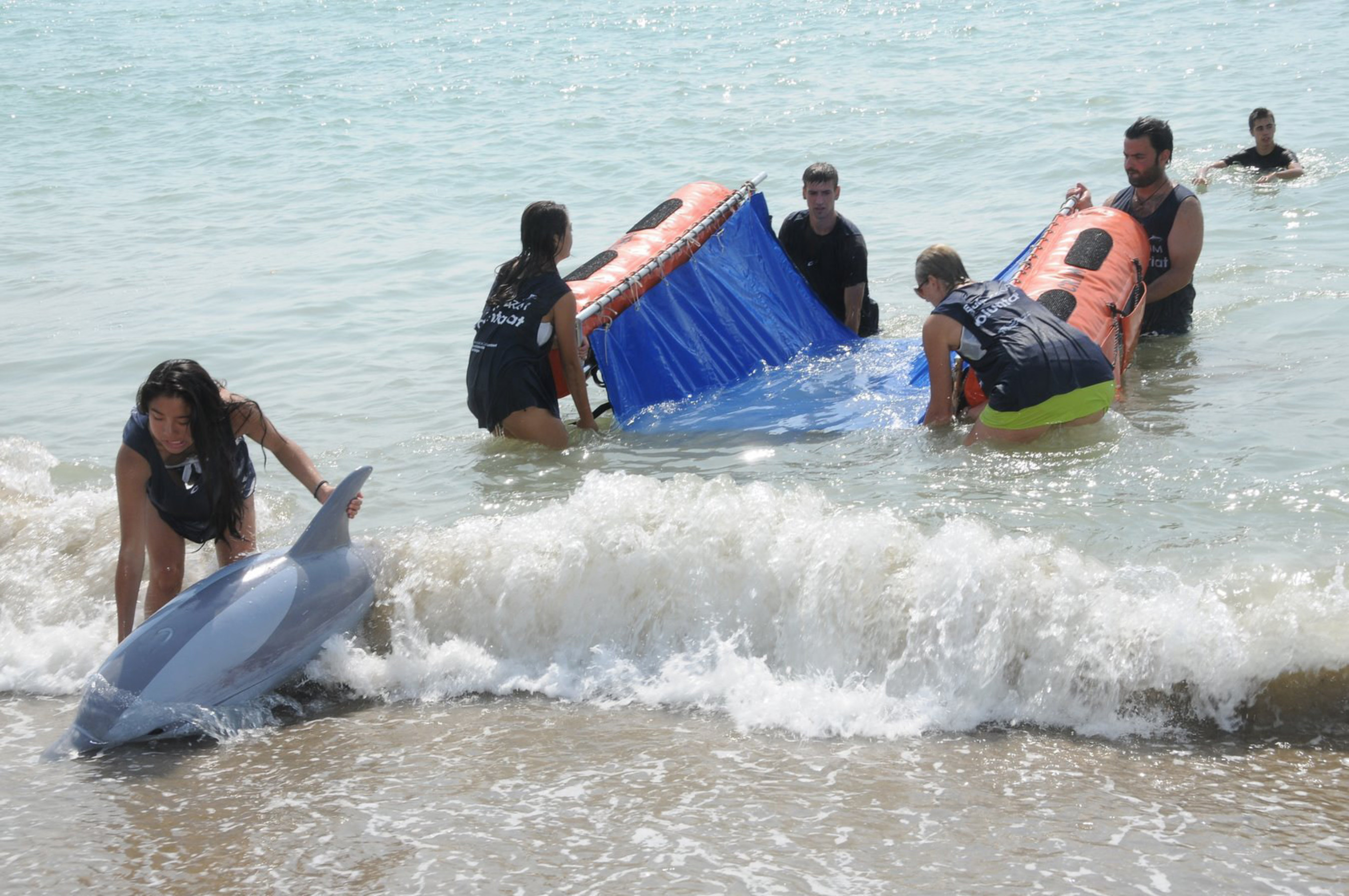 Dolphin Rescue in Water