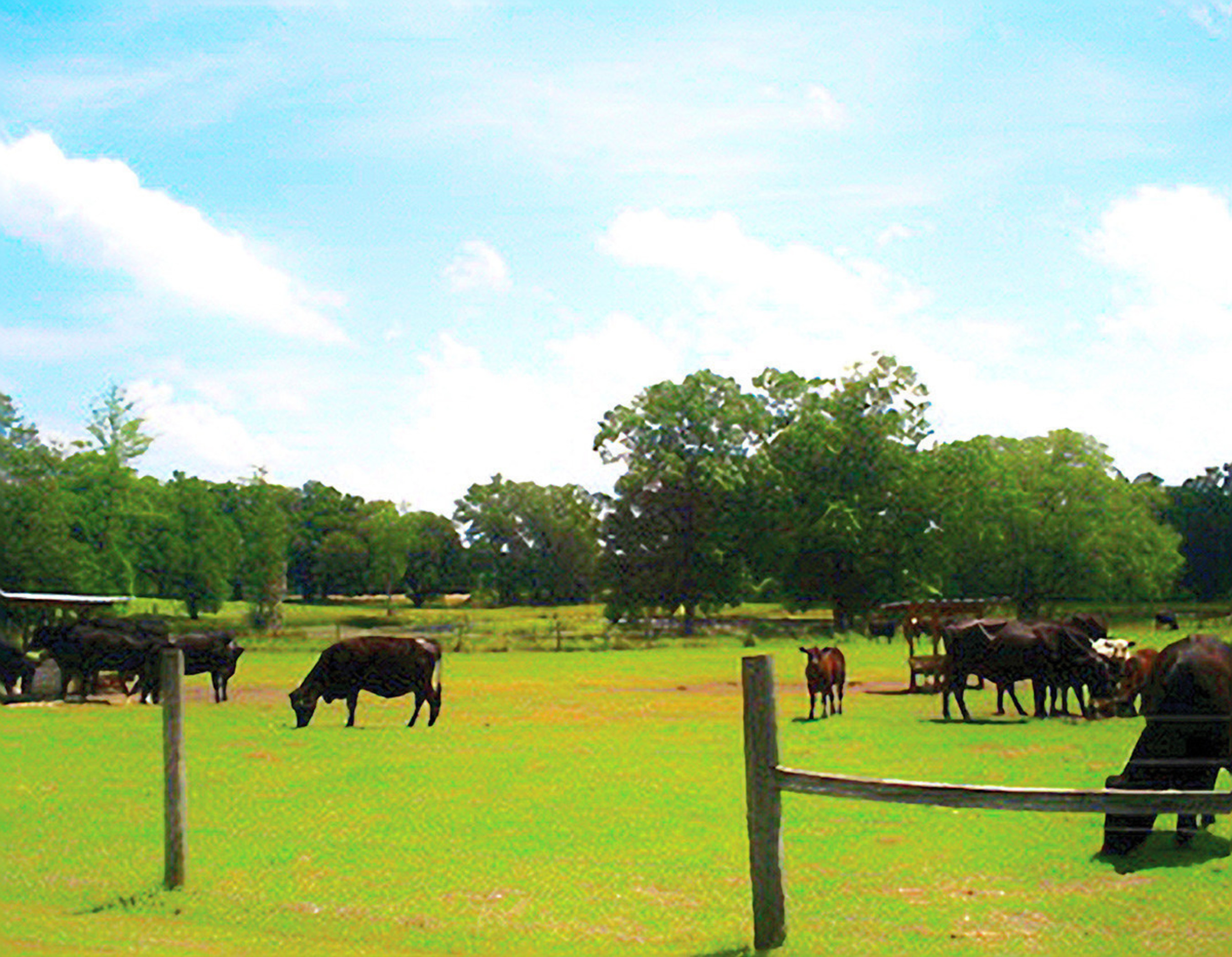 The 420 acre Russell Cattle Ranch, known as the Ponderosa of Florida.