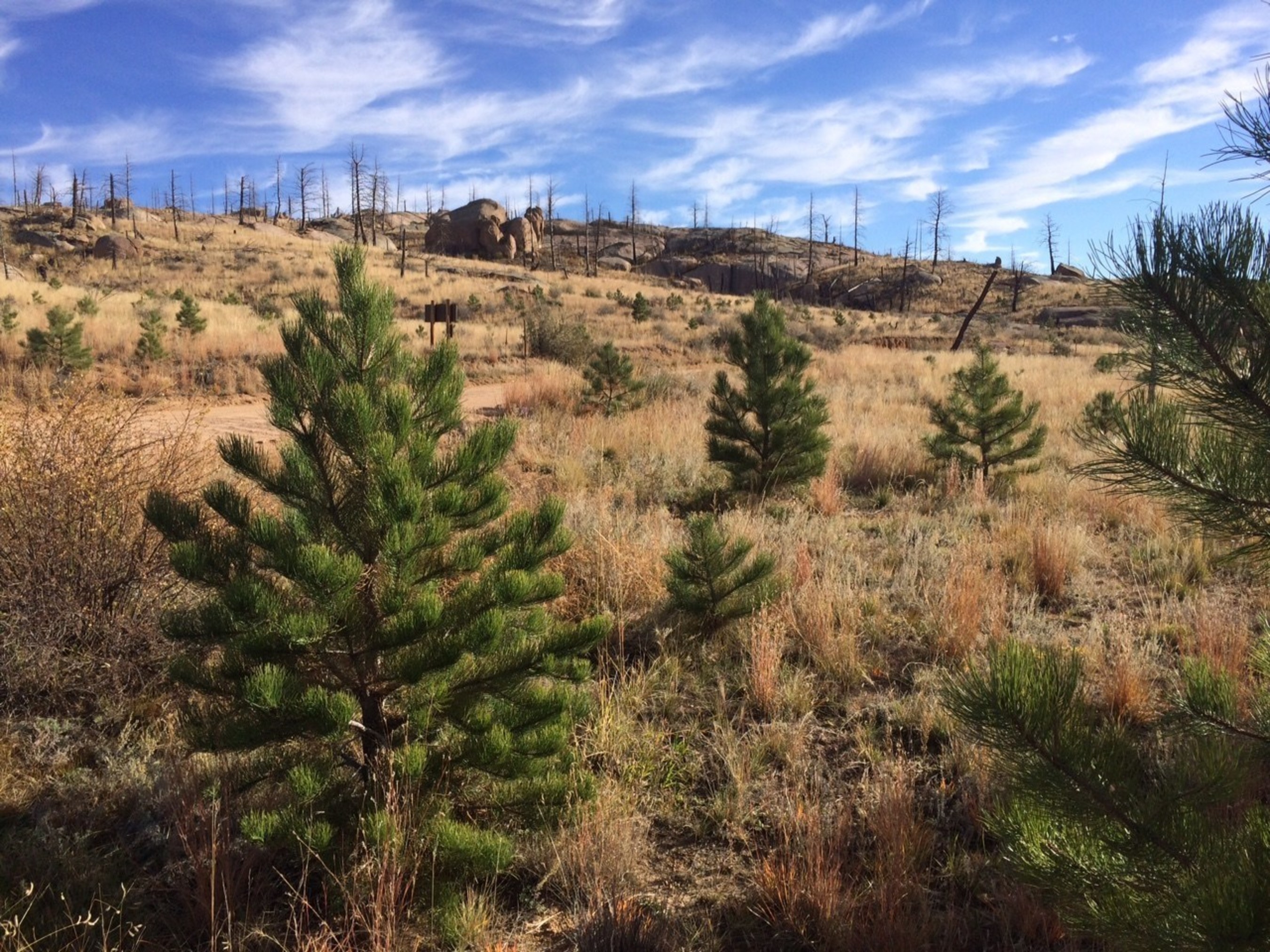 During the last decade, the Enterprise 50 Million Tree Pledge has supported more than 80 reforestation projects and planted more than 50 different species of trees across 15 states. Pictured is an example of a ten-year-old tree from Pike National Forest.