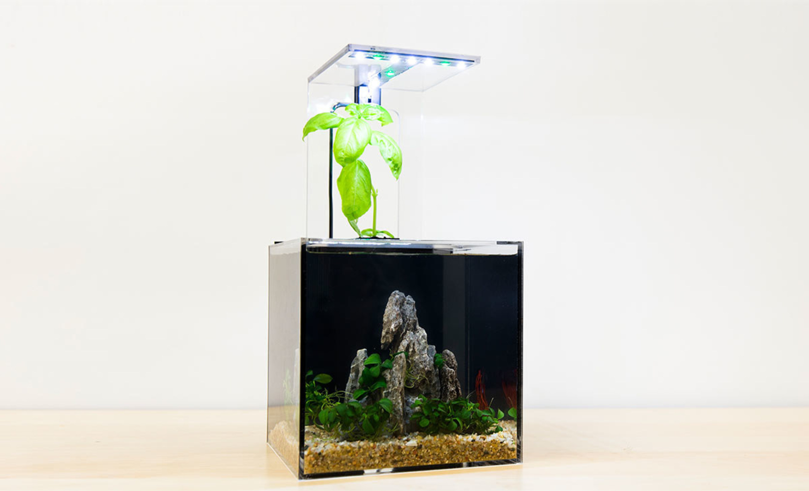 2 immigrants create a window to nature for the masses. The EcoQube C is a desktop ecosystem and the lowest maintenance aquarium ever! You NEVER have to change the filter because it uses natural PLANTS to filter the water! http://kck.st/1yu2hlY