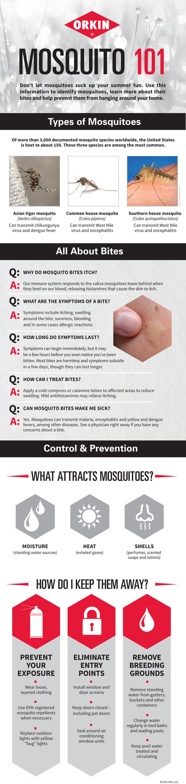 Use Orkin's information to help identify mosquitoes, learn more about their bites and help prevent them from hanging around your home.