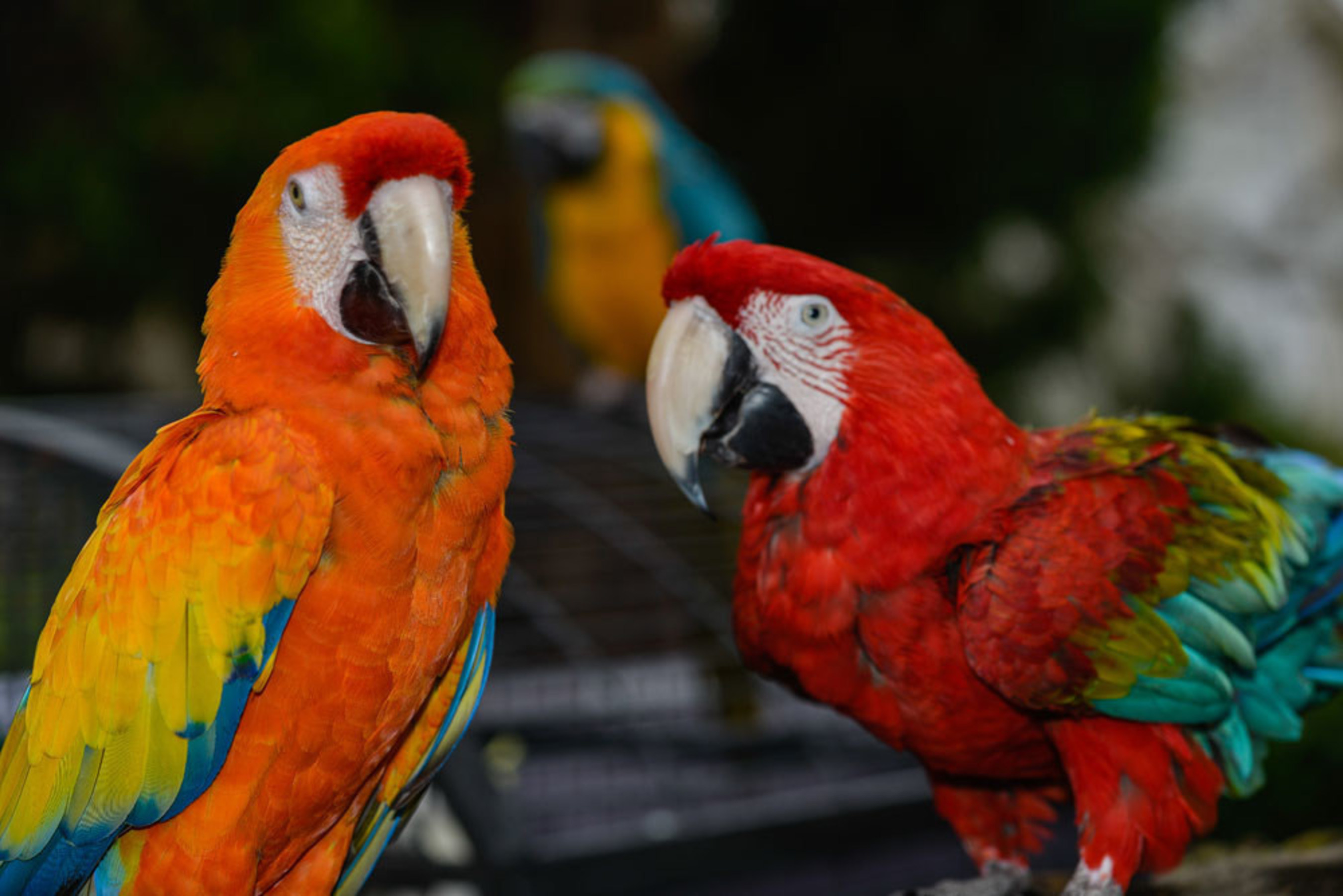 Horseshoe Bay Resort is celebrating the birthdays of two of it's featured attractions. Apple, a Green-winged Macaw, and Sunshine, a Capri Macaw, have been with the resort for over 10-years. The birthday celebration starts this Saturday at 9 a.m. the resort's Palm D'or Pavilion.