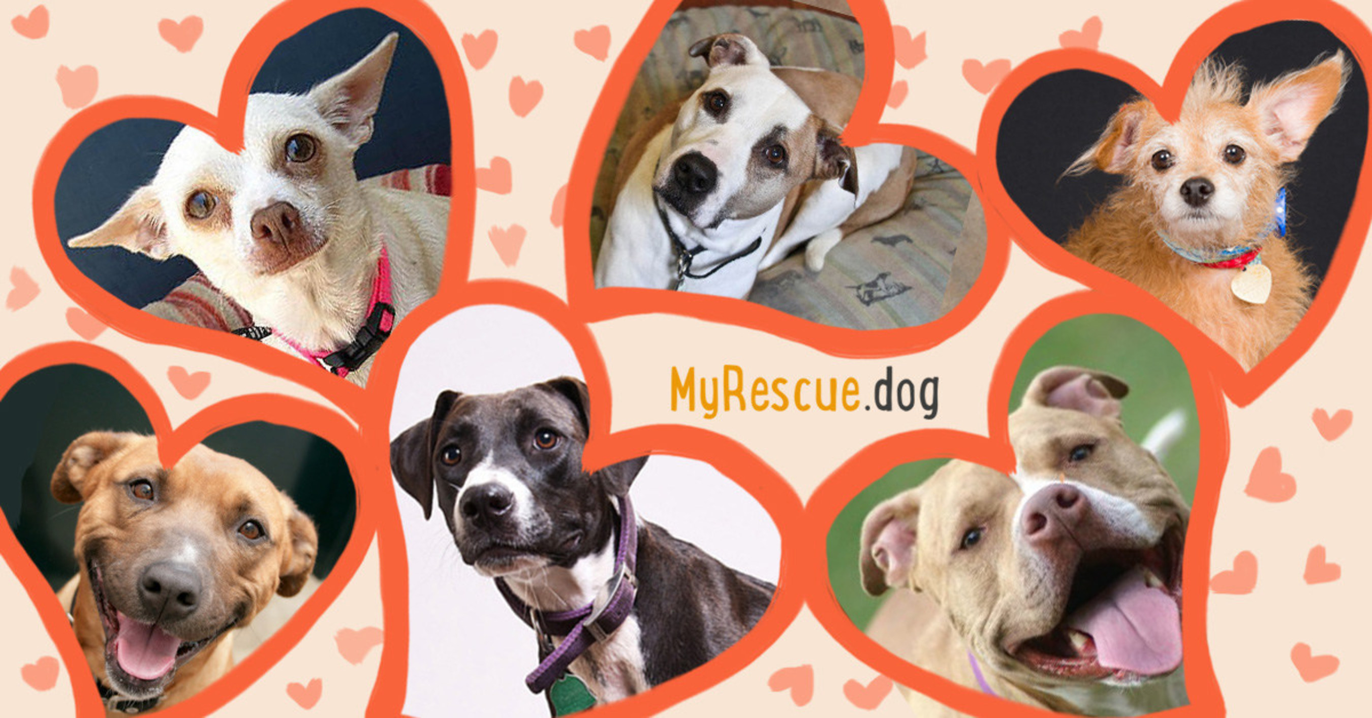 Help homeless dogs by posting your rescue dog photos & voting on your favorites at MyRescue.dog