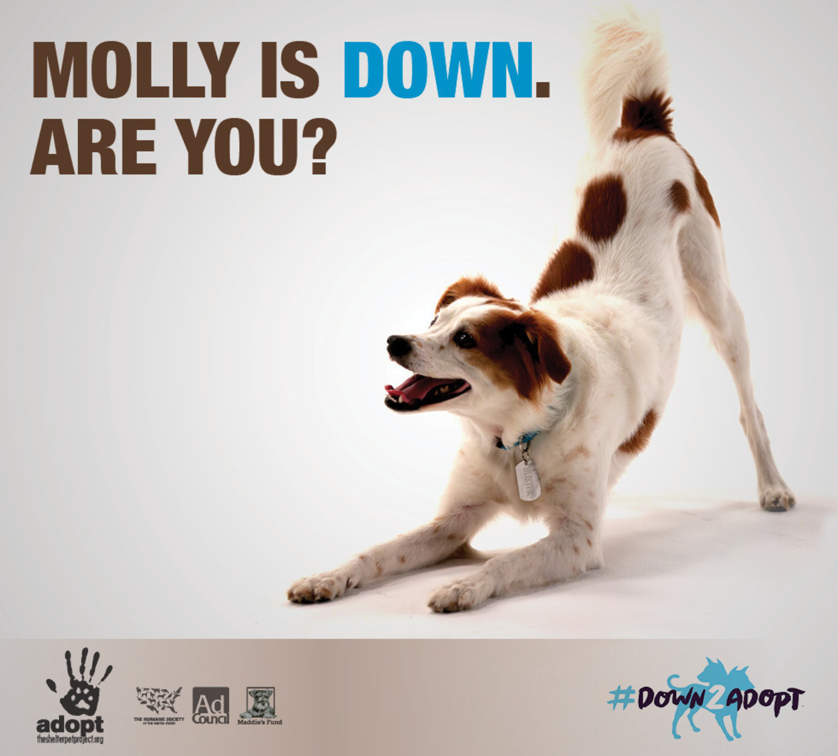 MTV2 Gets '#Down2Adopt' Shelter And Rescue Pets During National Adopt-A-Dog  Month