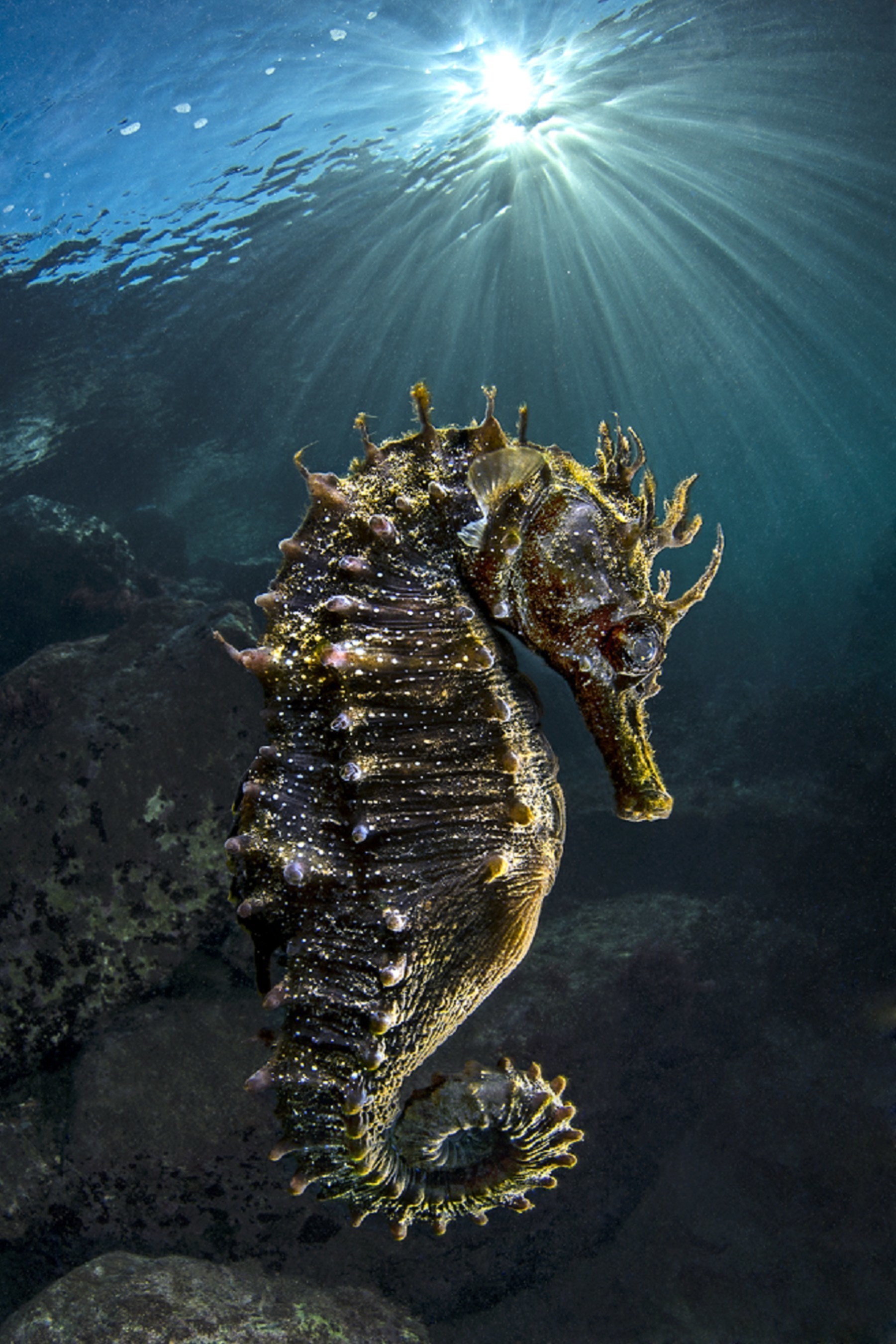 "Diving at a depth of about 10 feet (3 m), I was fascinated by the slow movement of this tiny, 2.5-inch-high (7 cm) animal. Using my wide angle lens, I shot with the late afternoon sun shining through the water's surface." @ Domenico Roscigno / NBP Awards