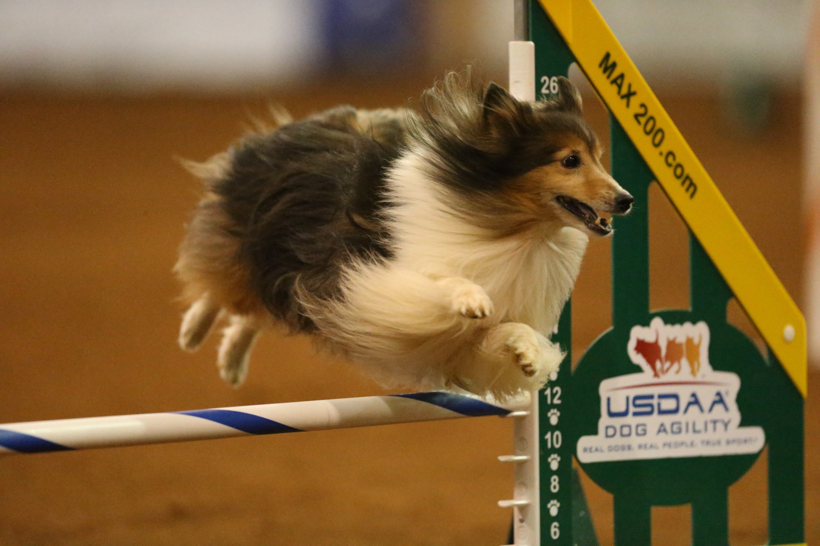 A Shetland Sheepdog takes a jump at the Dog Agility World Championships.