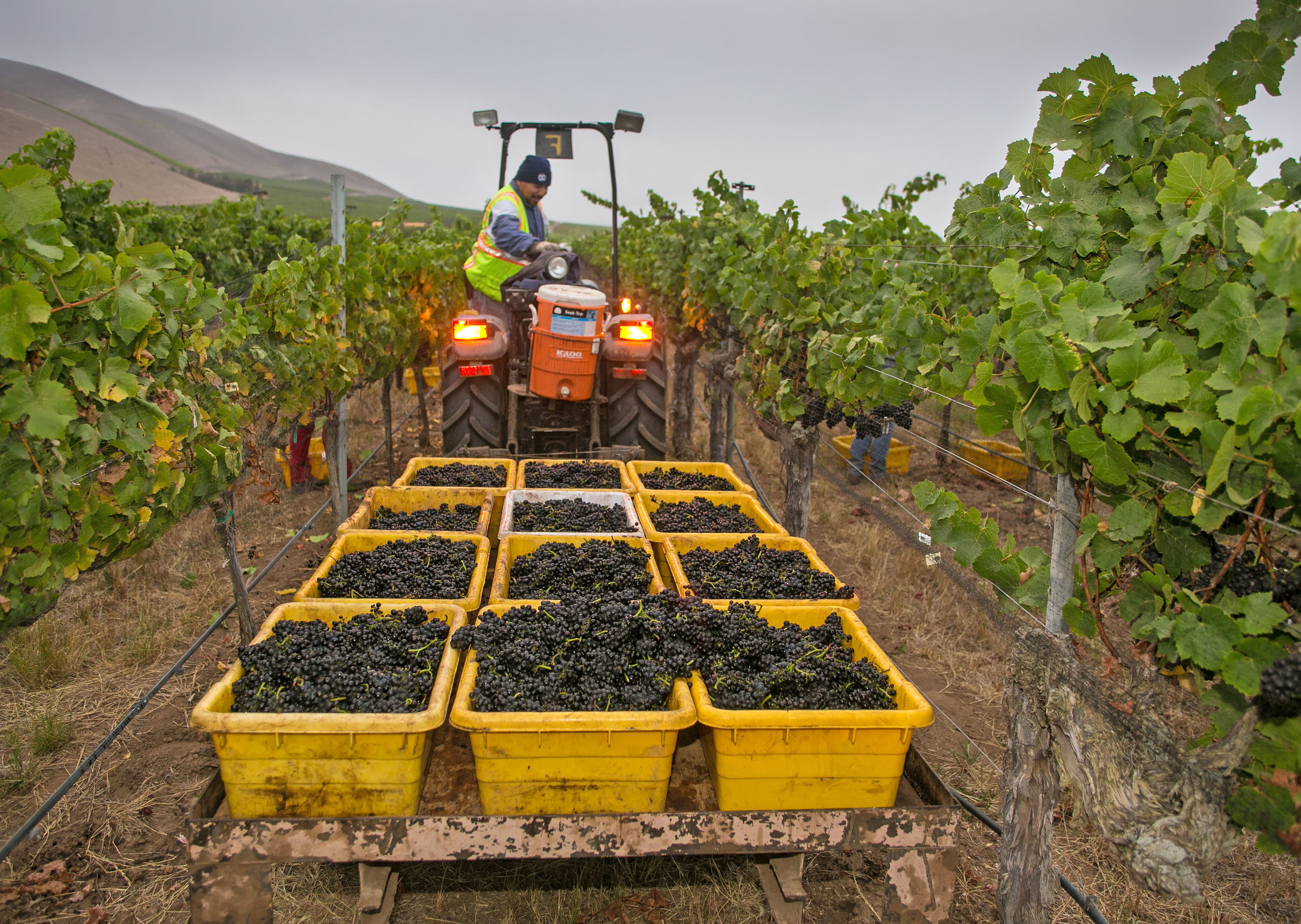 The 2015 California winegrape harvest was early, light and of exceptional quality. Source: Wine Institute. Photo by George Rose.