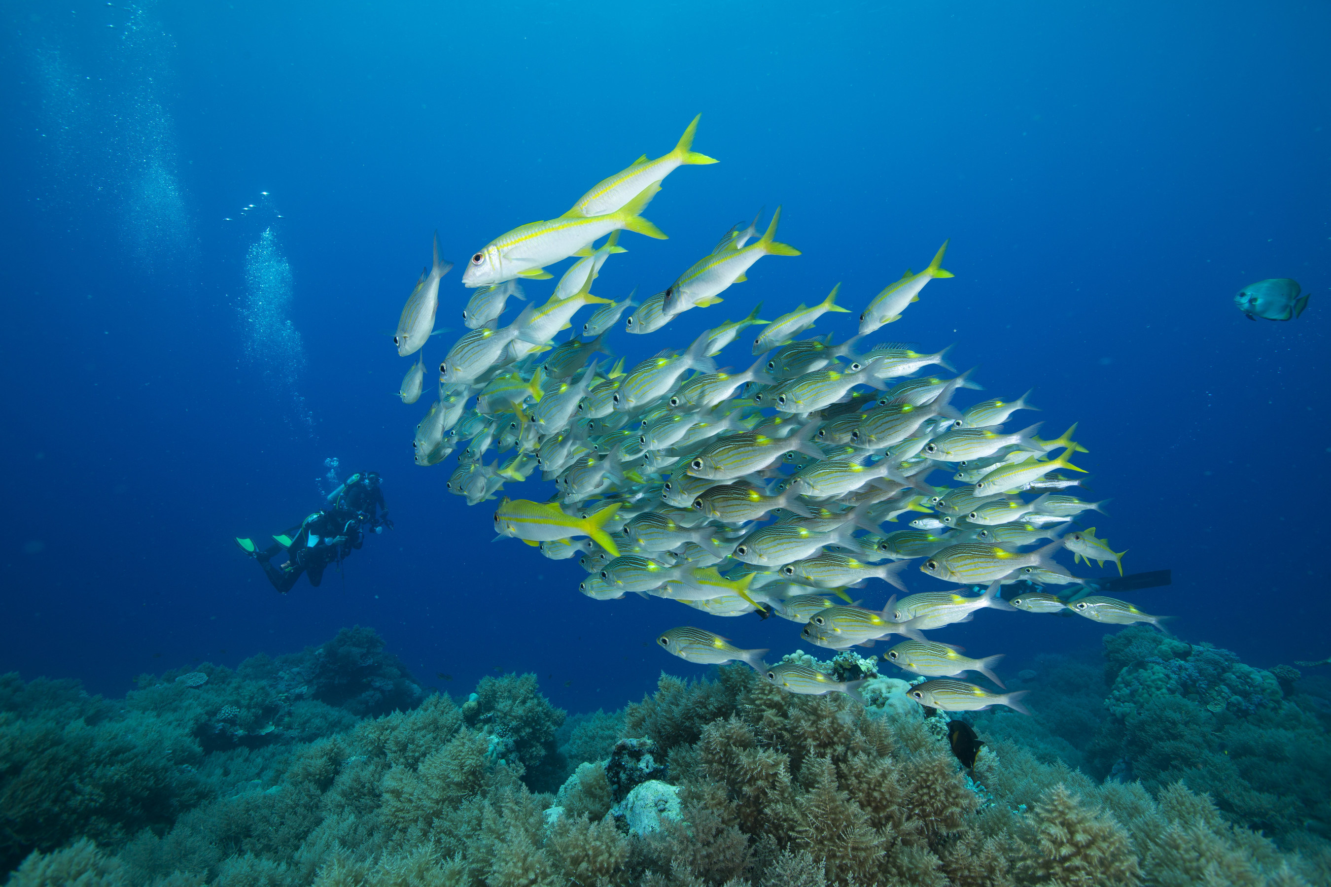 Palau is home to more than 1,300 species of fish and 700 species of coral.