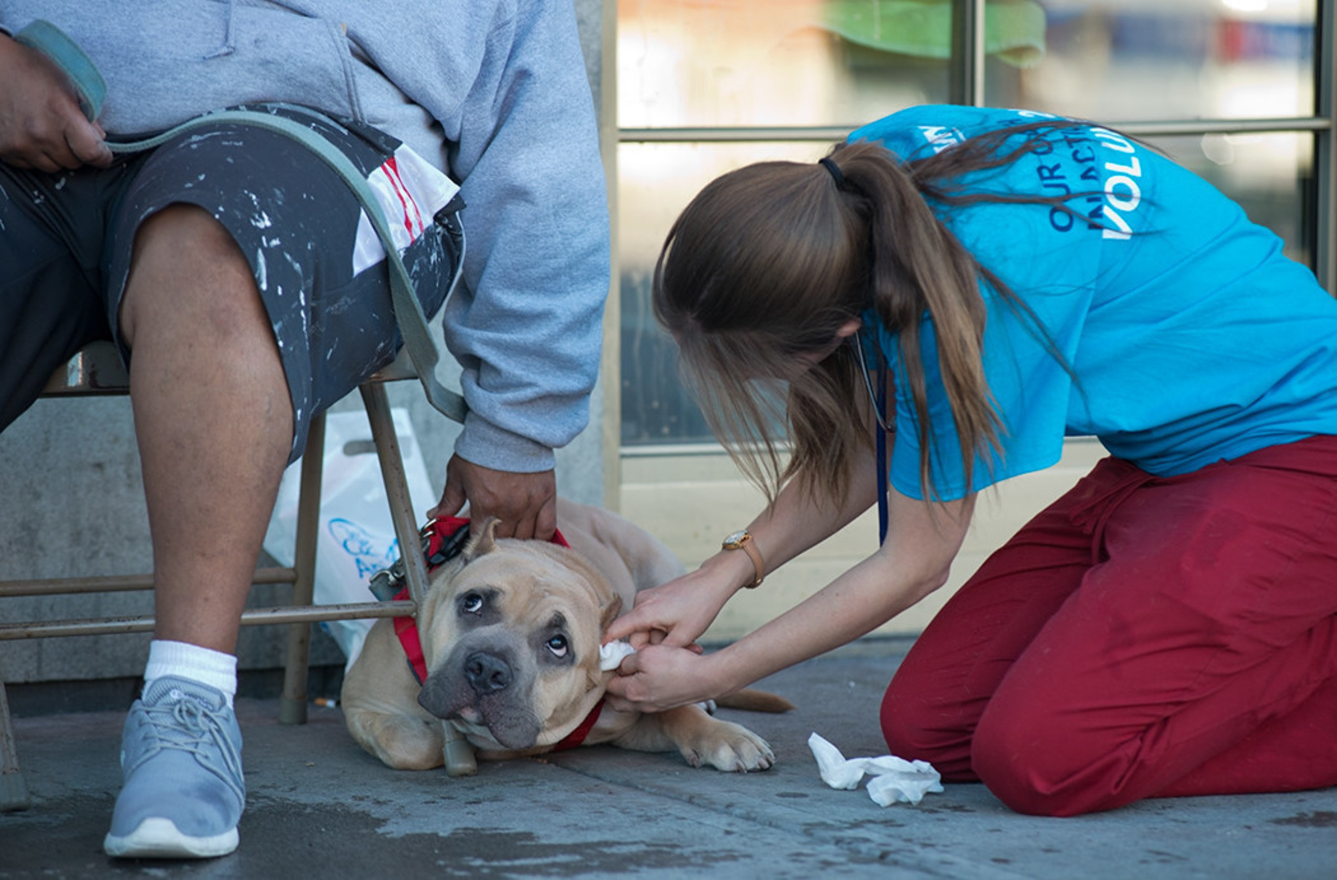 Veterinarians took their services into nine communities across the country for Make a Difference Day.
