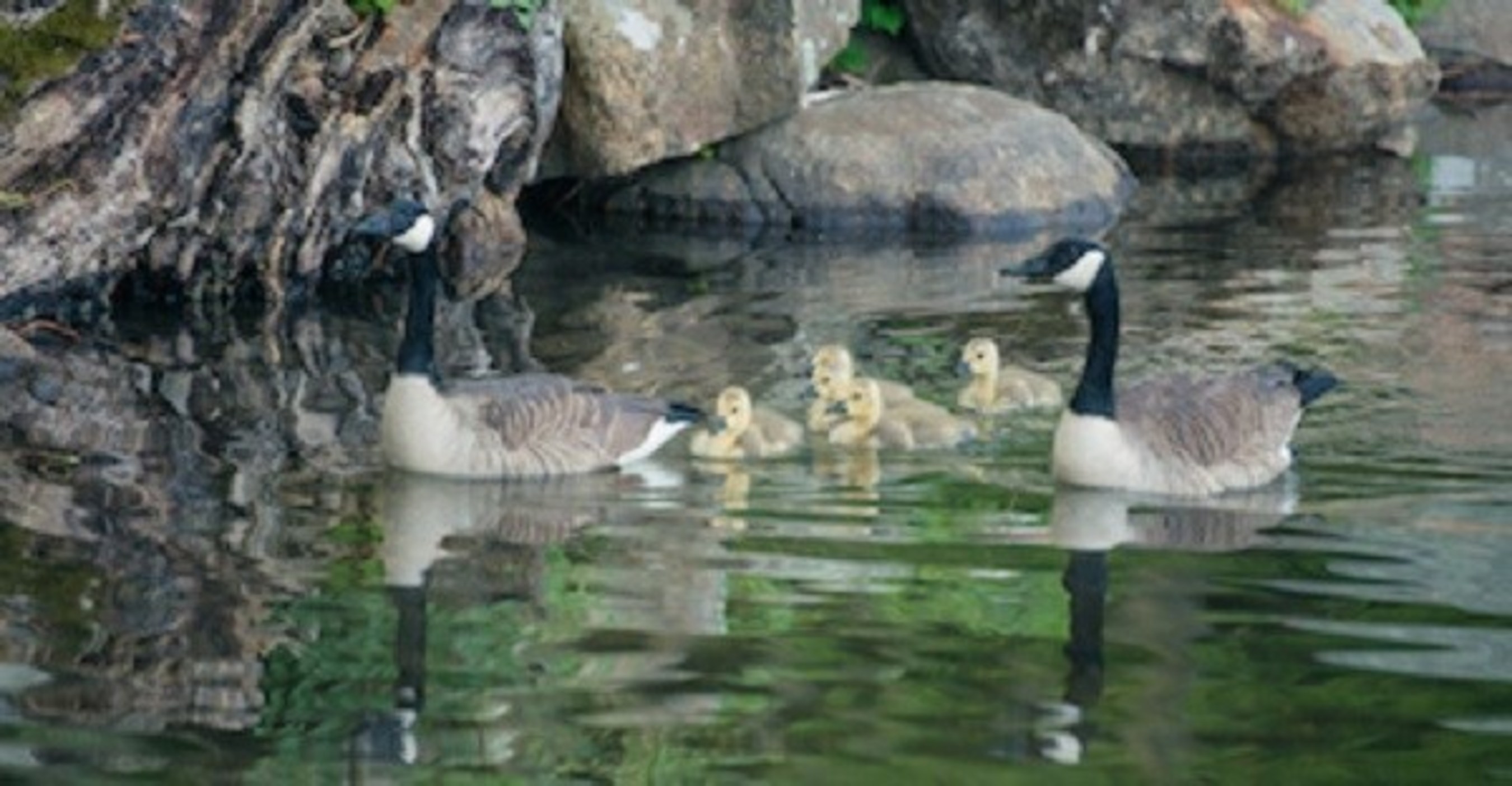 Tuxedo Park: The Gift of Nature - Canada geese and goslings, page 102