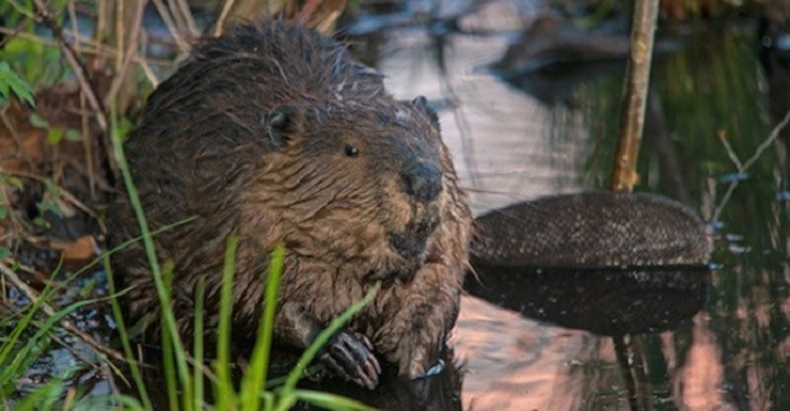Tuxedo Park: The Gift of Nature - North American beaver, page 103