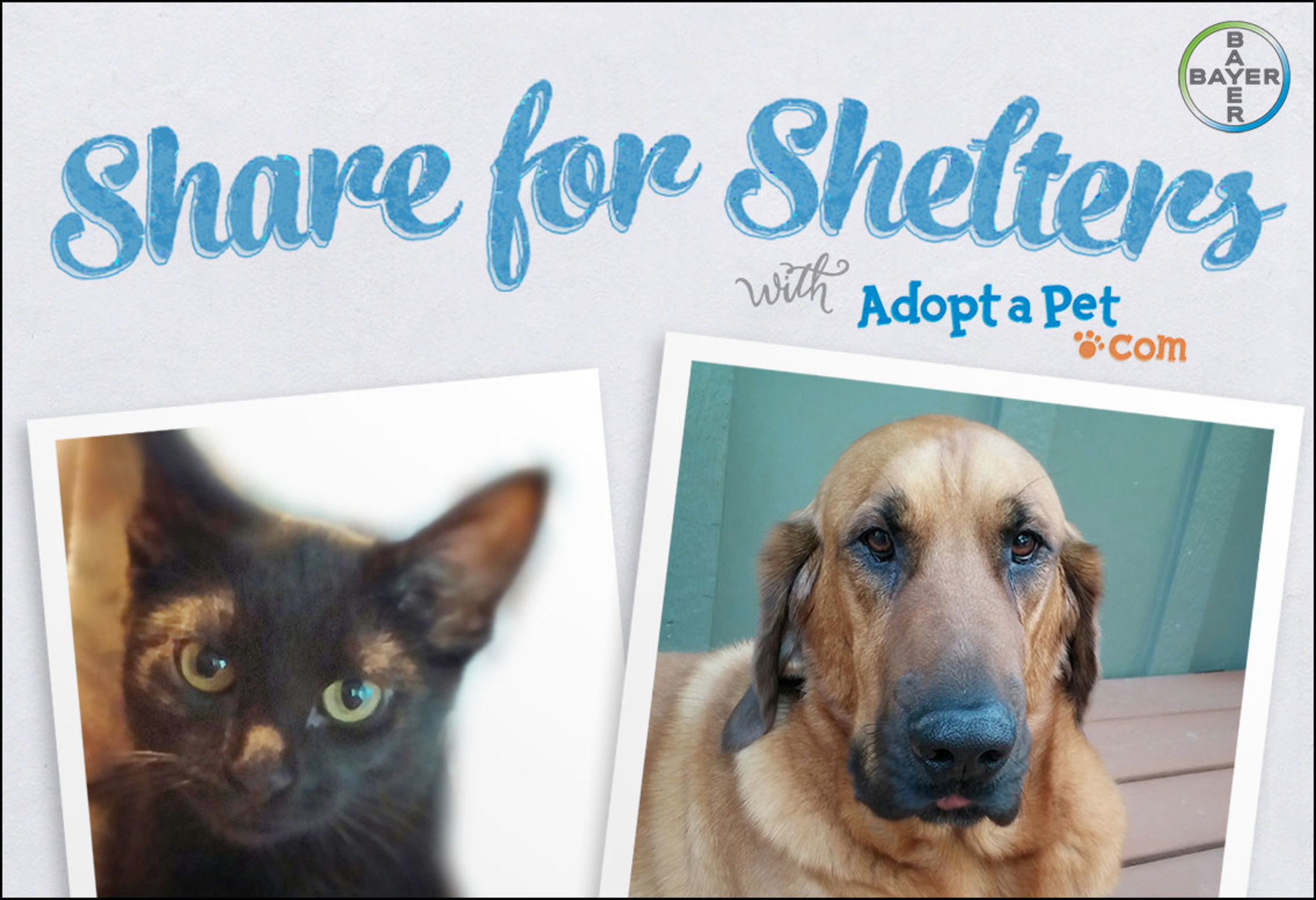 Bayer Animal Health launches Share For Shelters to help animal shelters  across the .