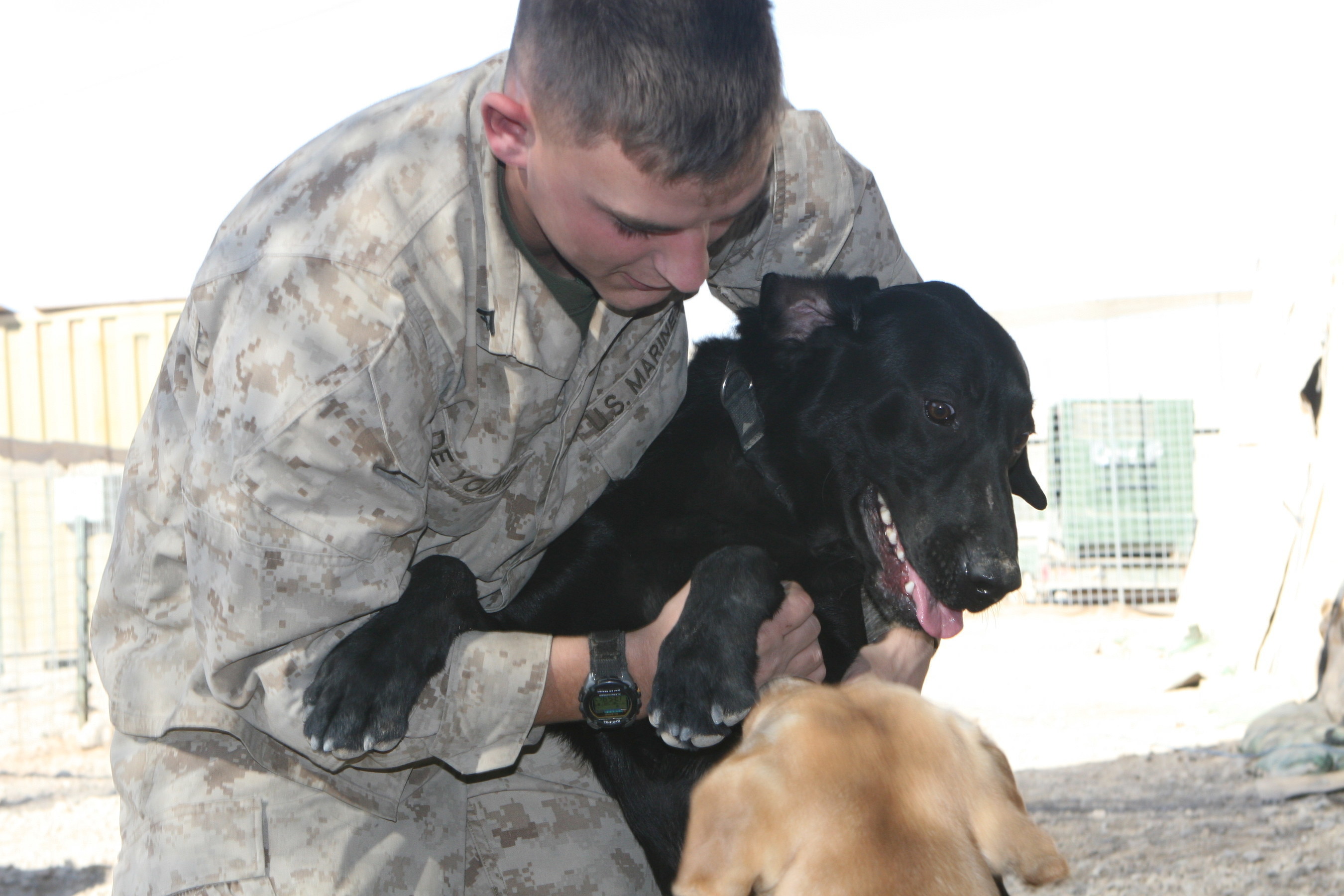 Victory for Military Working Dogs and Veterans! For first time, newly passed 2016 National Defense Authorization Act with language supported by American Humane Association guarantees return of retired military war dogs to U.S. soil and gives former handlers first right of adoption.
