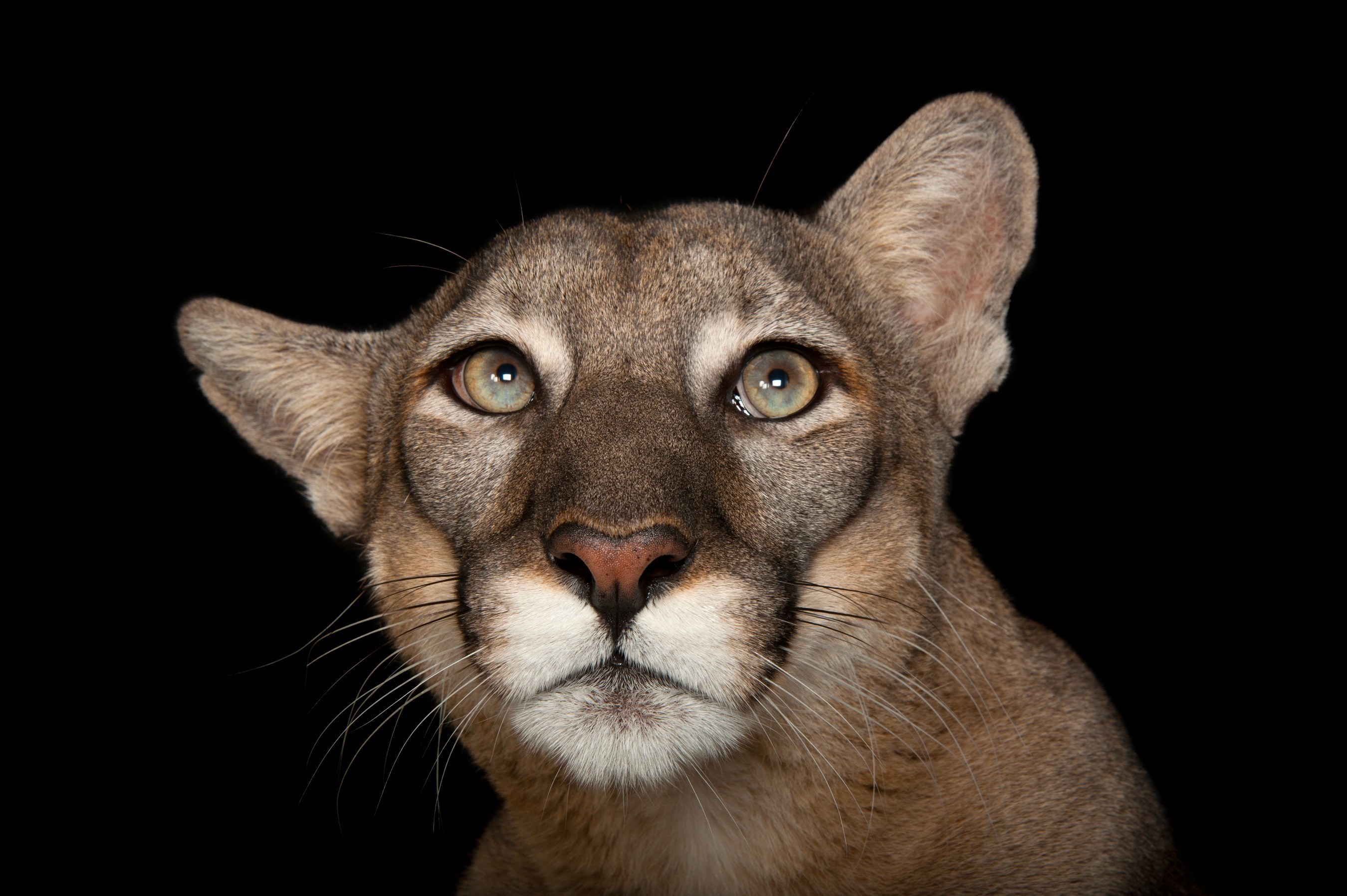 A Florida panther (Puma concolor coryi) named Lucy at Tampa's Lowry Park Zoo. Credit: Joel Sartore/National Geographic Photo Ark
