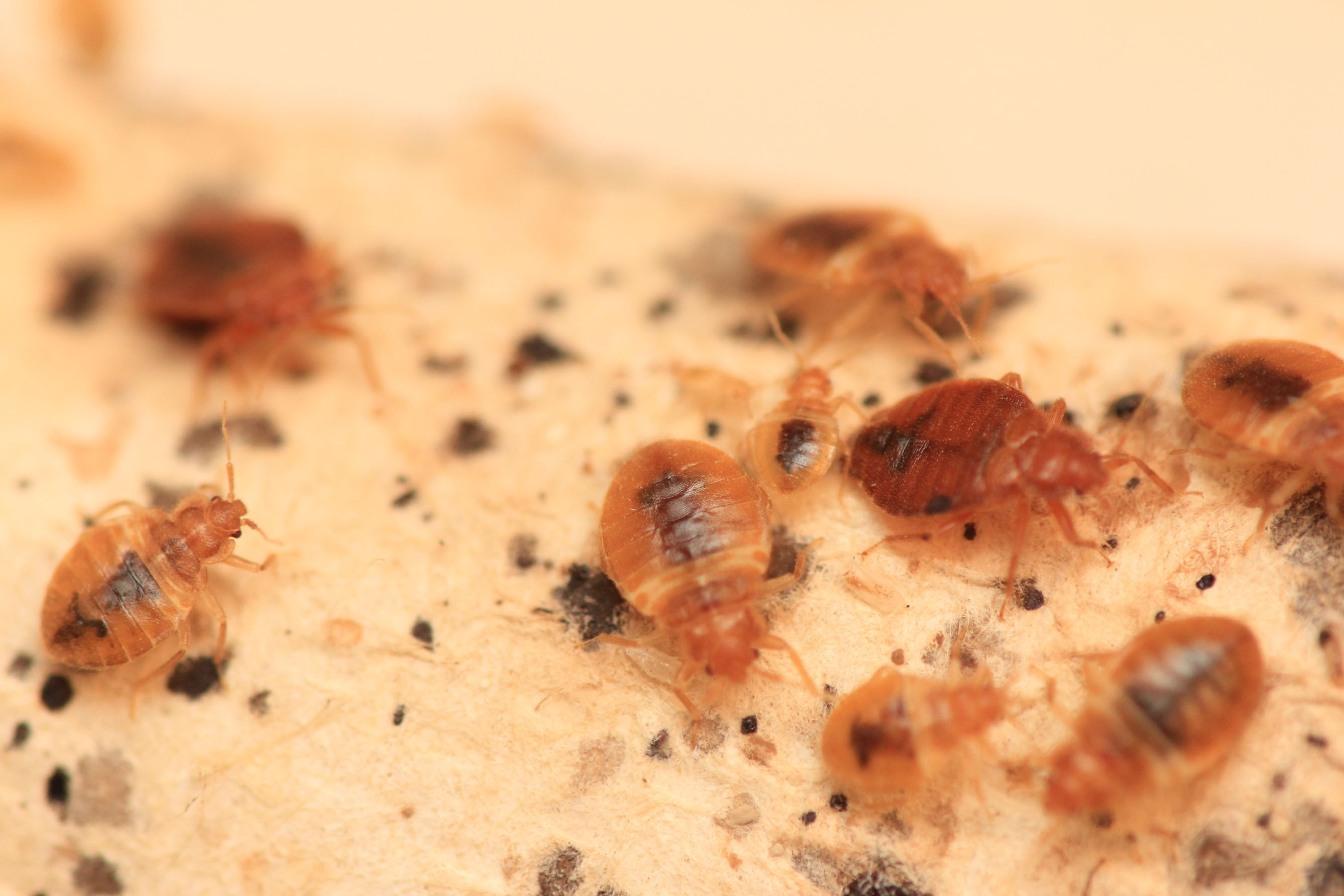 Chicago tops Orkin's 2016 list of bed bug cities for the 4th year in a row. The list ranks cities by the number of bed bug treatments Orkin serviced from January through December 2015 and after an Orkin inspection verified bed bugs were present. The list includes both residential and commercial treatments.  (PRNewsFoto/Orkin, LLC)