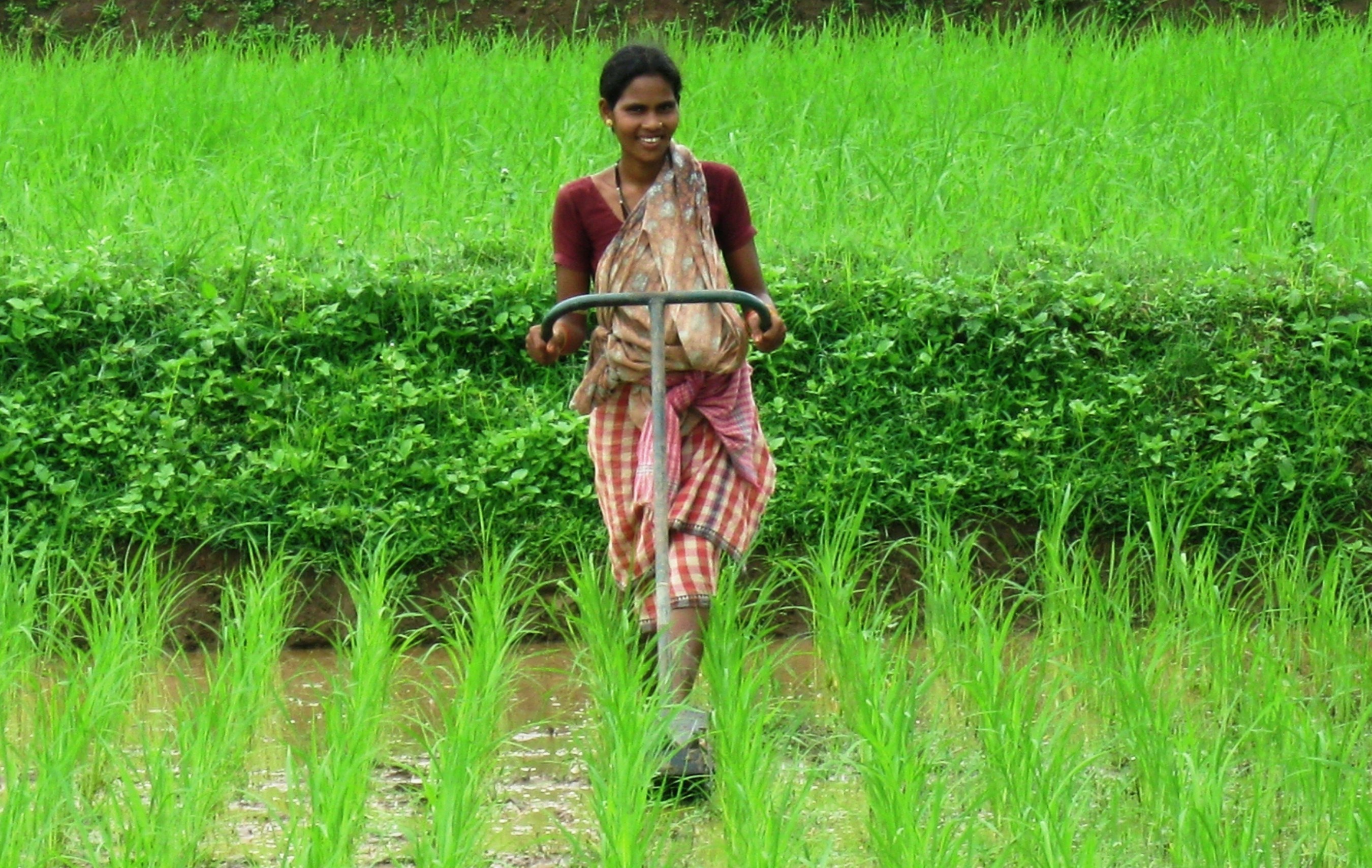 Reducing water use 20-50% and enabling women to weed fields in a fraction of the time (upright not bent over) with a simple weeder are two reasons why More Crop Per Drop is WaterSmart and WomenStrong.
