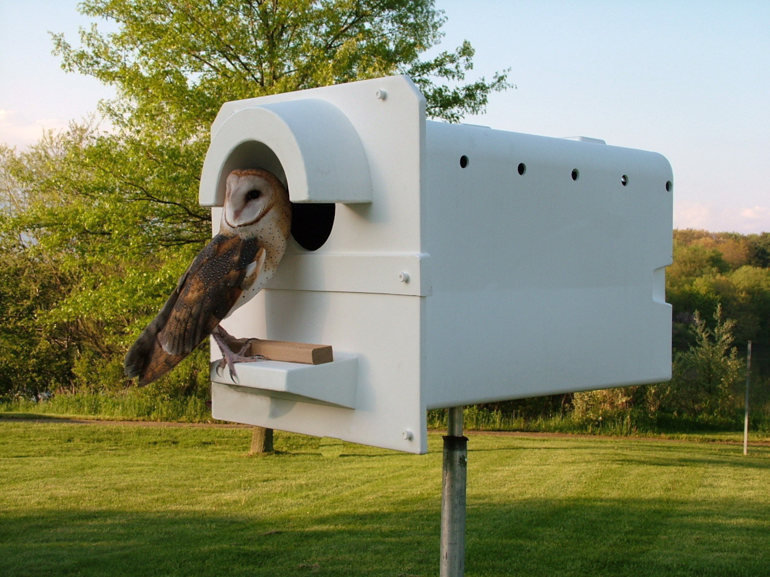 New Nest Box Study Revolutionizes Using Barn Owls for