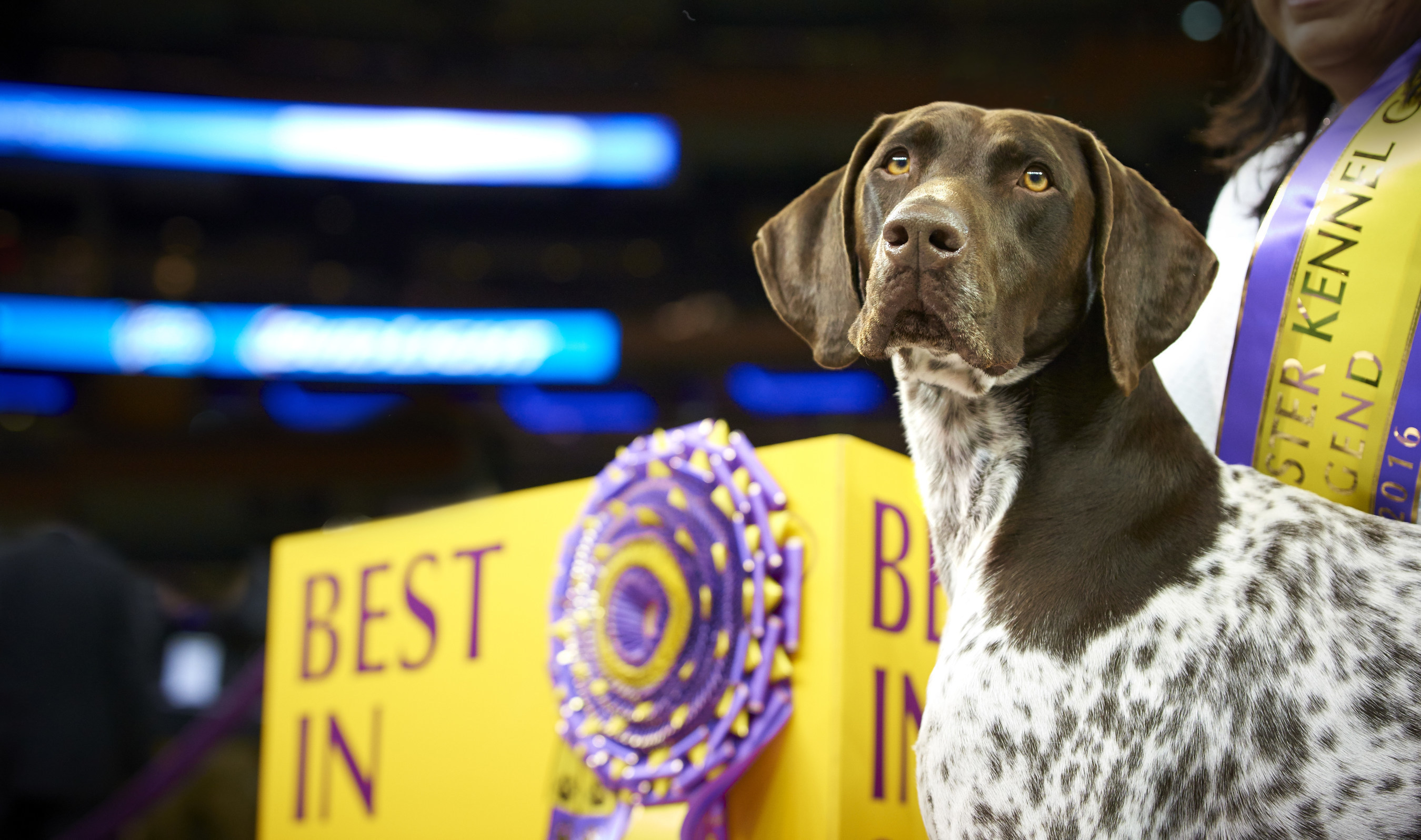 It's Official! Tenth Straight Westminster Kennel Club Dog
