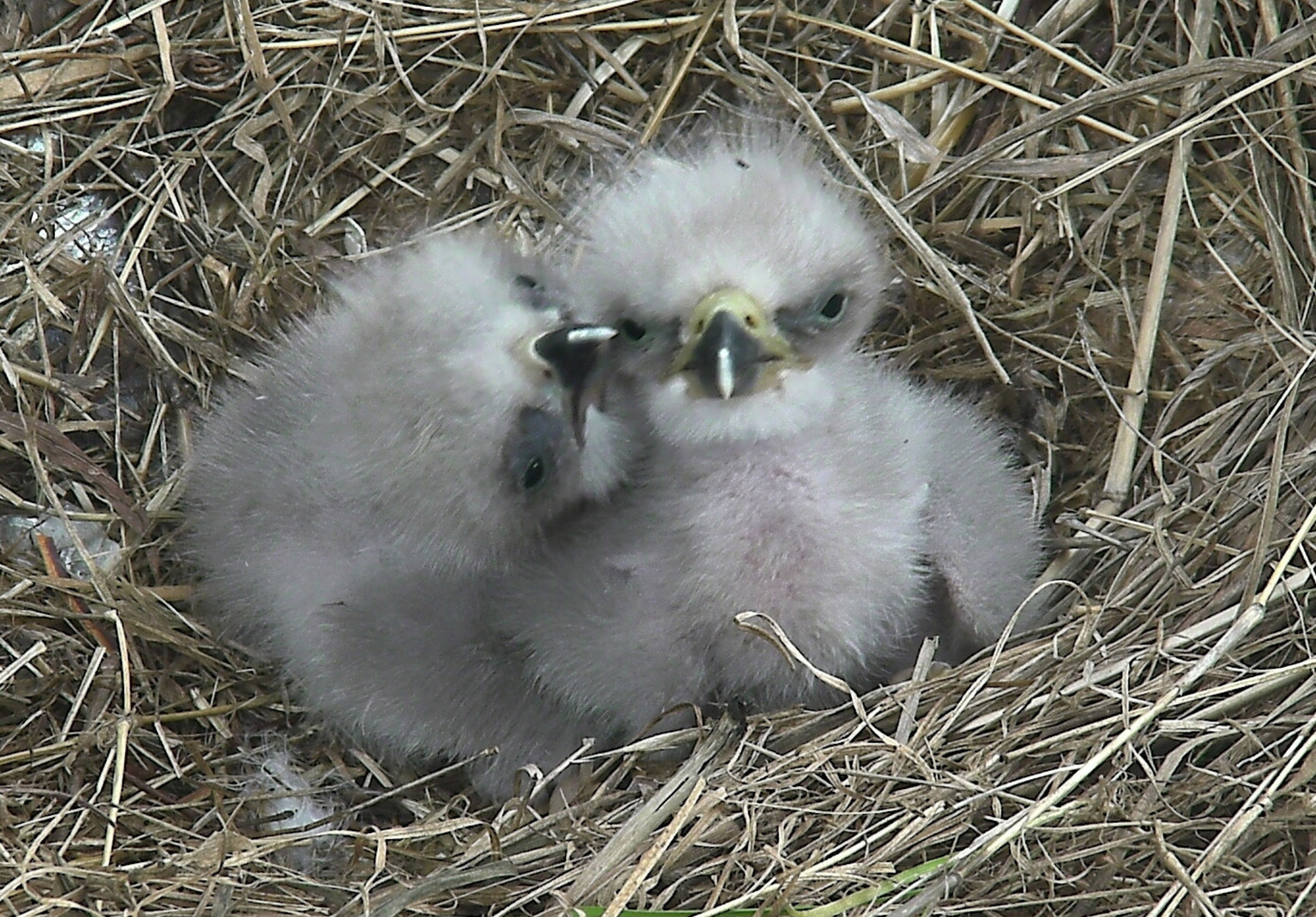 After weeks inside their eggs, these two siblings finally meet! The American Eagle Foundation and the cooperative partners of the D.C. Eagle Cam project are proud to announce that there are now two healthy eaglets residing in the nest that sits high in a Tulip Poplar tree in the U.S. National Arboretum, right inside the Nation's Capitol. Watch LIVE 24/7 on dceaglecam.eagles.org. Photo (C) American Eagle Foundation / www.eagles.org (Screenshot captured online by Carol Ceasar)