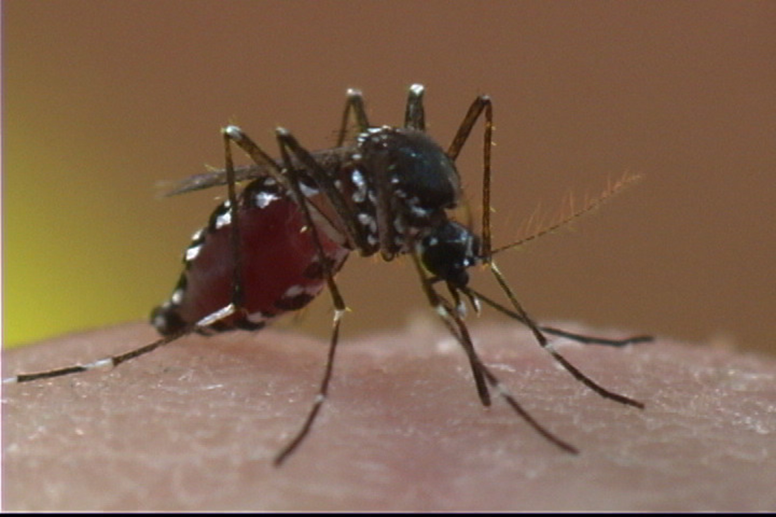 The Asian tiger mosquito can carry and spread Zika virus, Chikungunya virus and Dengue virus. They are most common in the southern United States and are aggressive daytime biters that also bite at dusk and dawn.