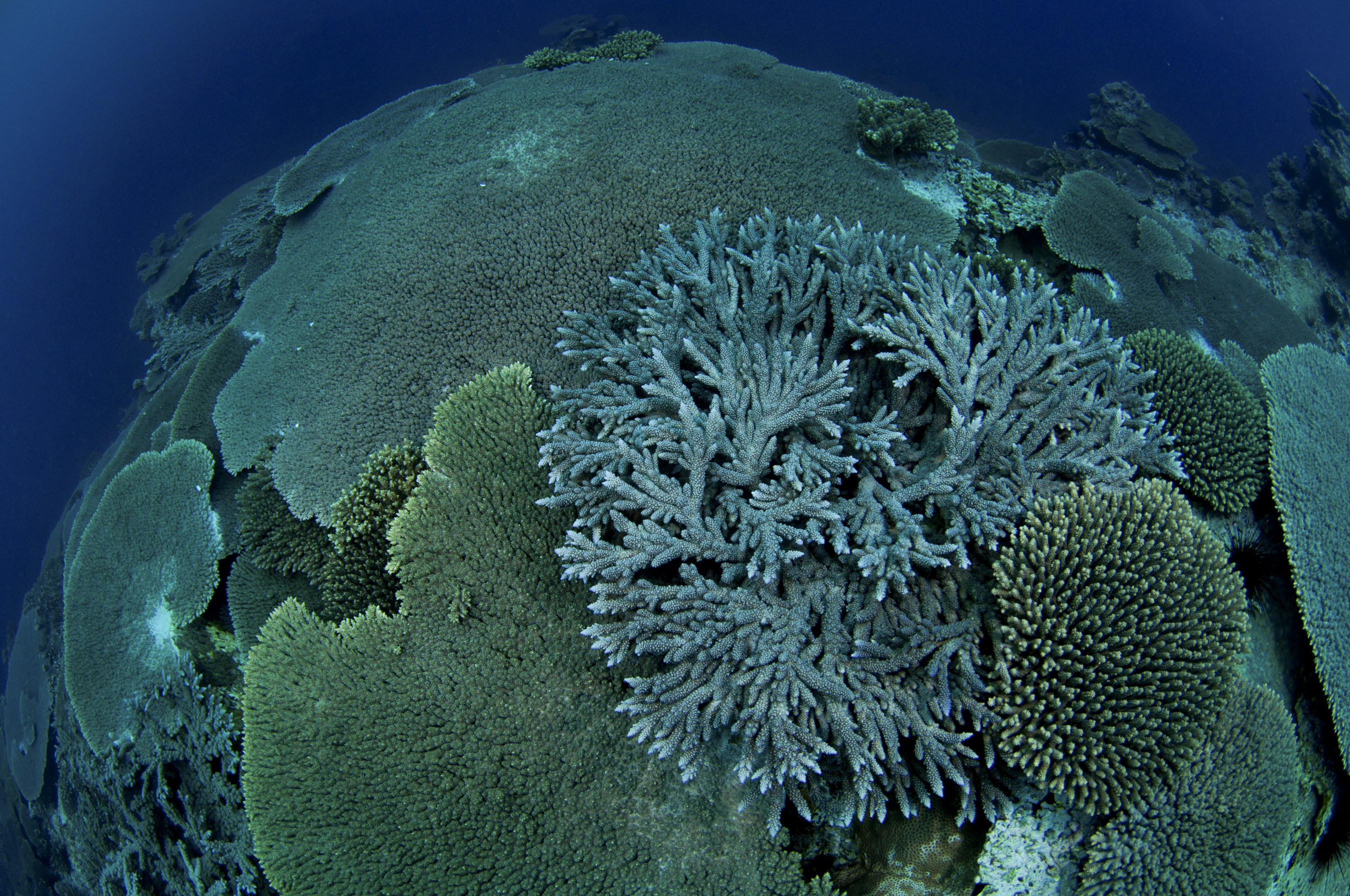 Coral reef in the Austral islands