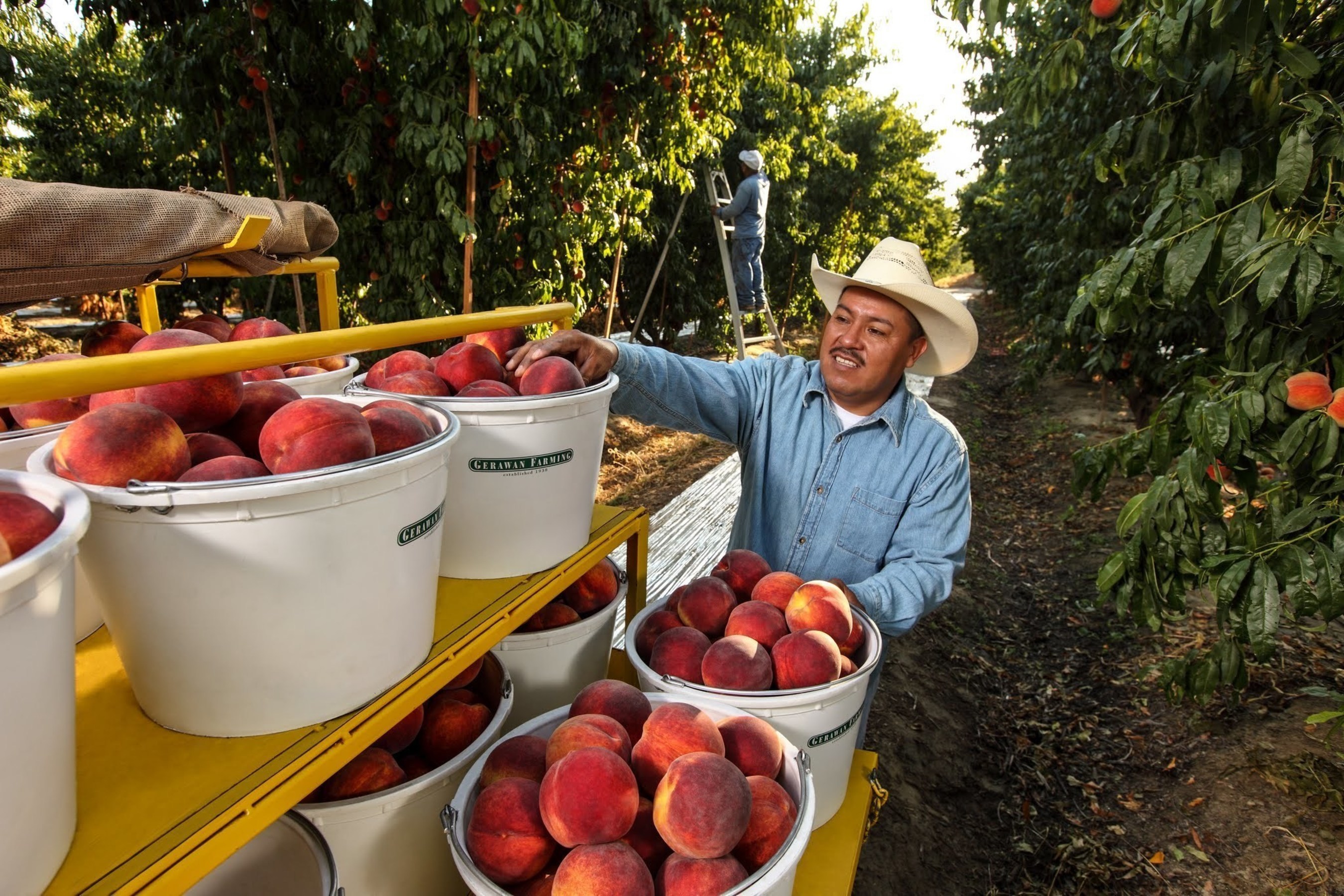 Peach harvest at Gerawan Farming (Fresno, California)