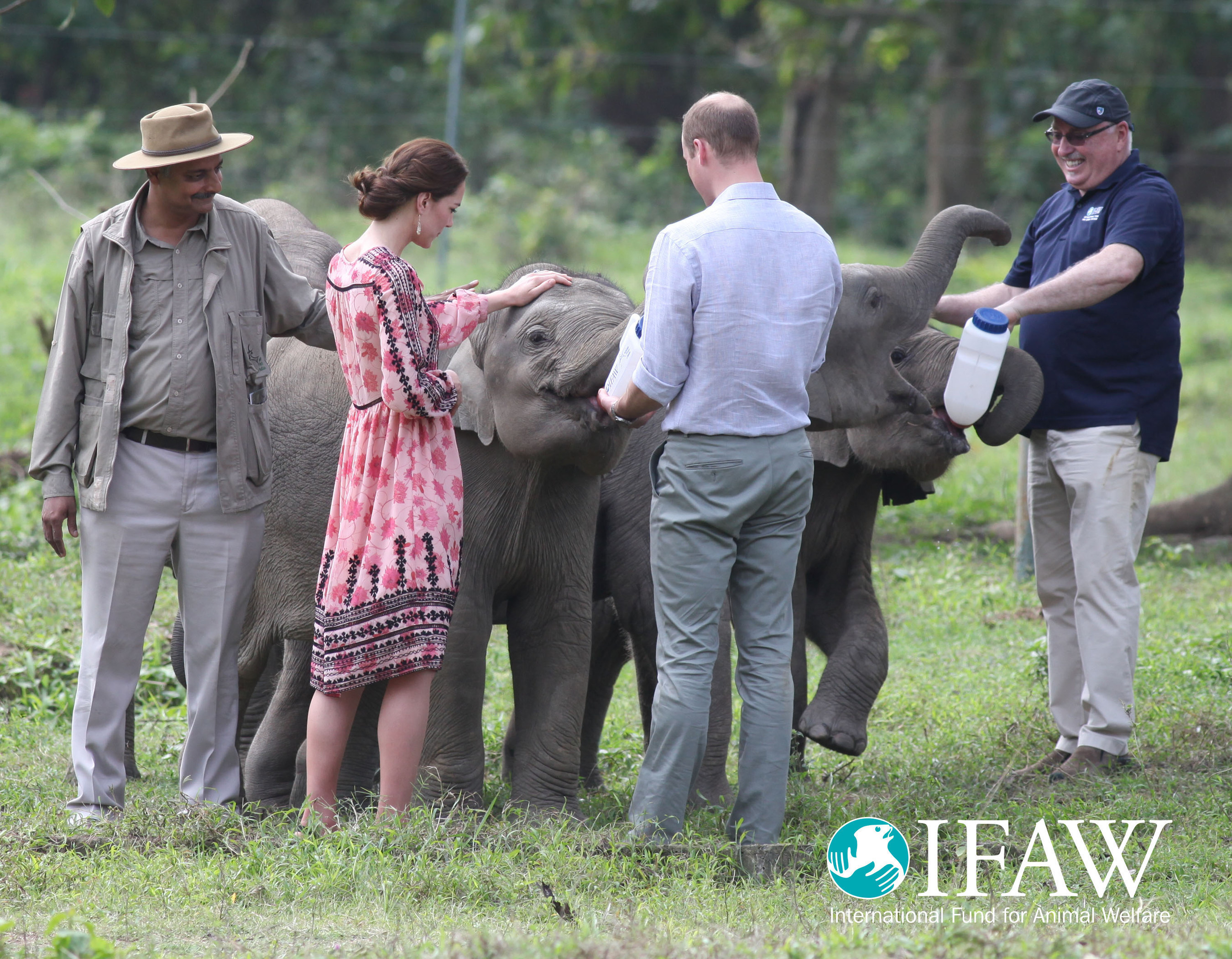 Prince William and Princess Kate bottle fed orphaned elephant calves and baby rhinos at IFAW/WTI's animal rescue center in Kaziranga, India today.