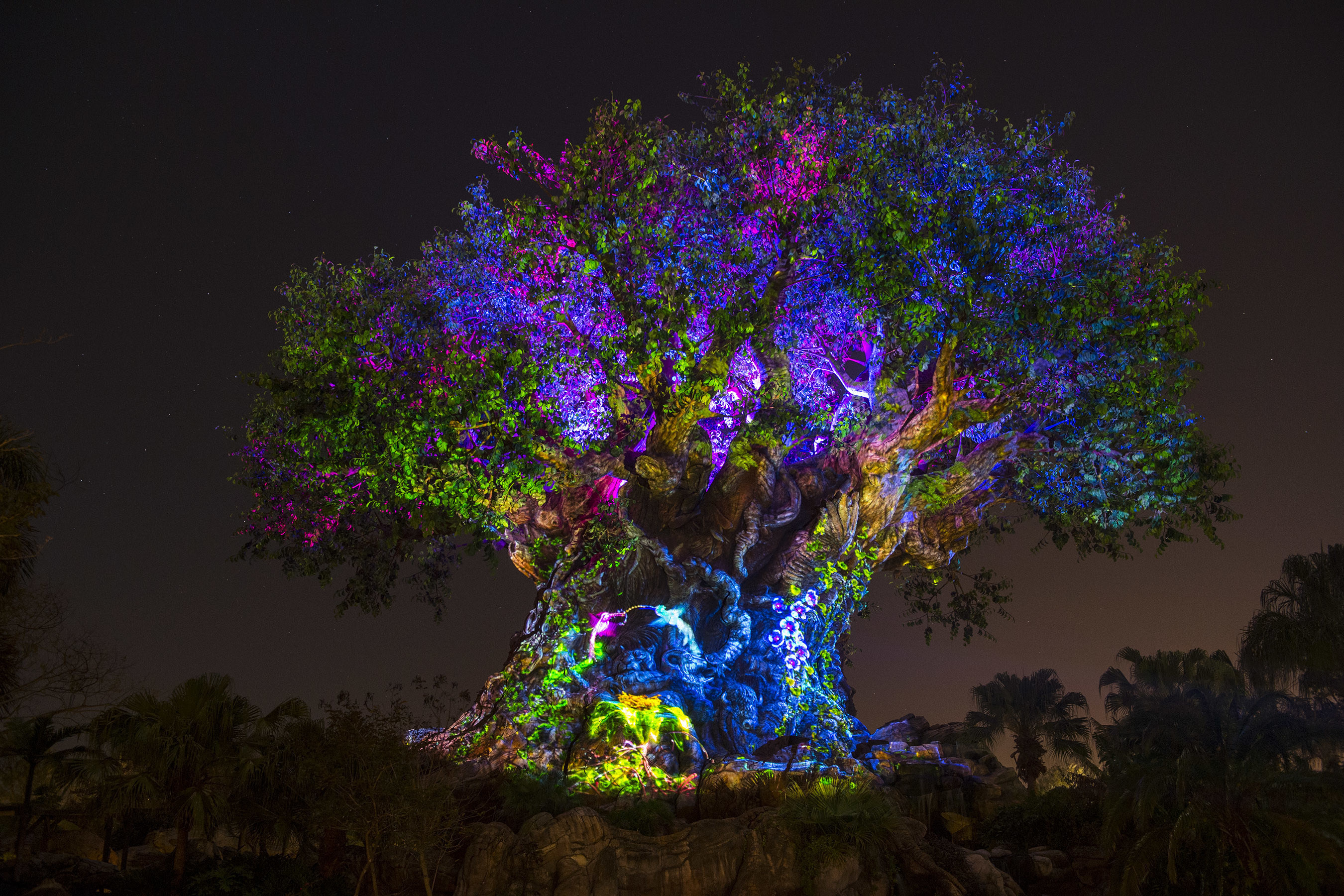 Disney's Animal Kingdom's iconic Tree of Life will undergo extraordinary "awakenings" throughout each evening as the animal spirits are brought to life by magical fireflies that reveal colorful stories of wonder and enchantment. Projections of nature scenes take on a magical quality as they appear to dramatically emanate from within the Tree of Life. (David Roark, photographer)