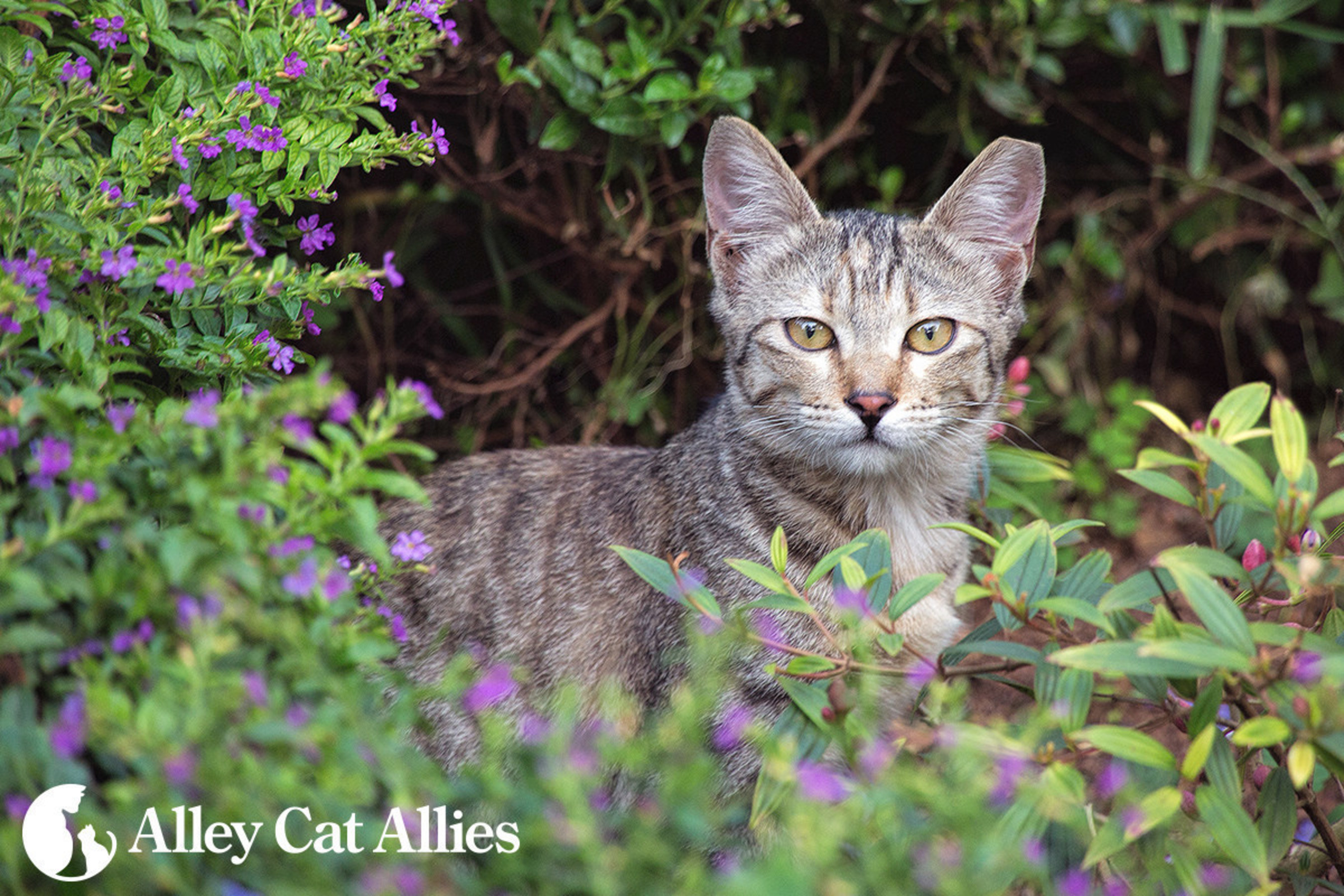On Earth Day, Celebrate Cats And The Environment