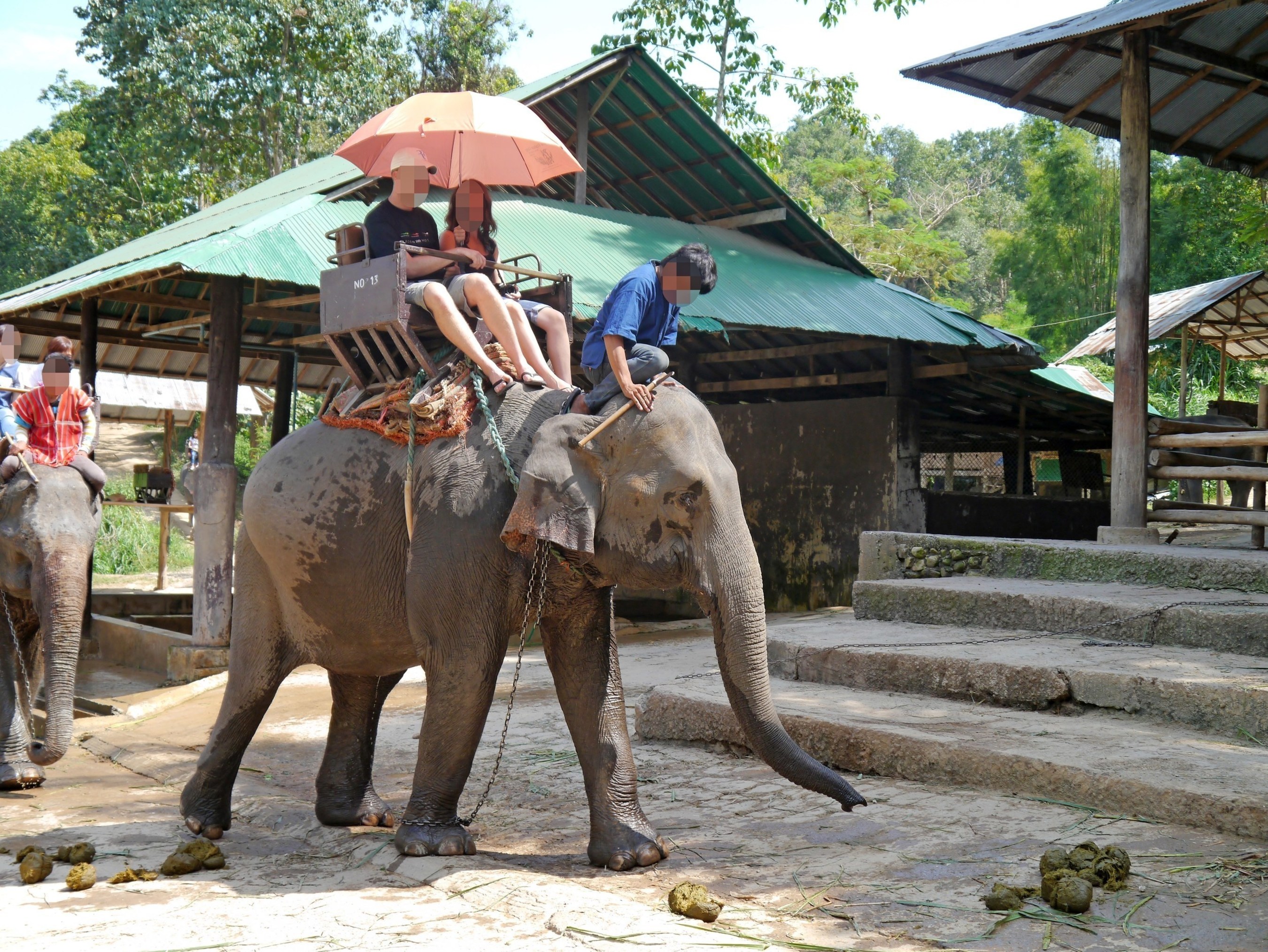 An Asian elephant used to take tourists for rides. World Animal Protection believes that wild animals belong in the wild and should not be used for entertainment.