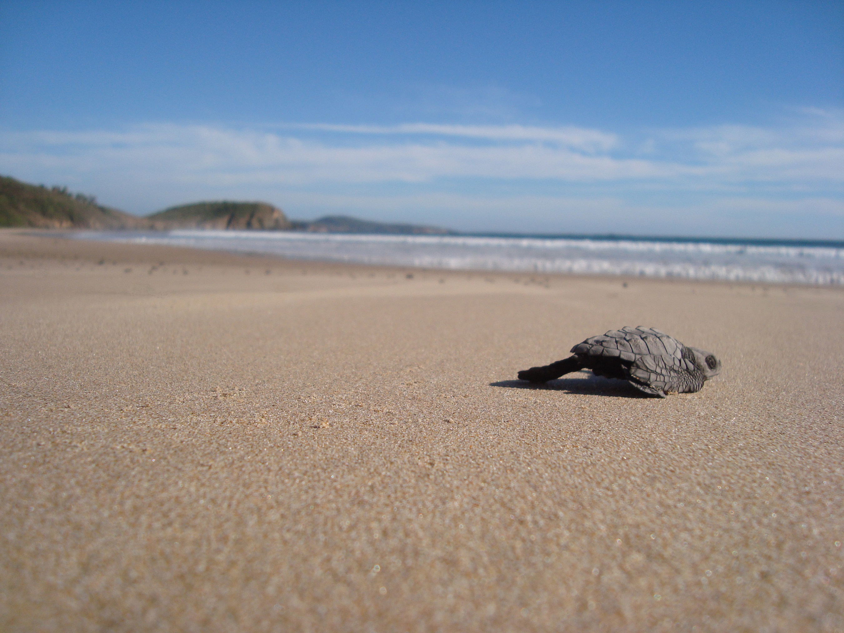 Guests release baby sea turtles into the ocean at Las Alamandas Resort.