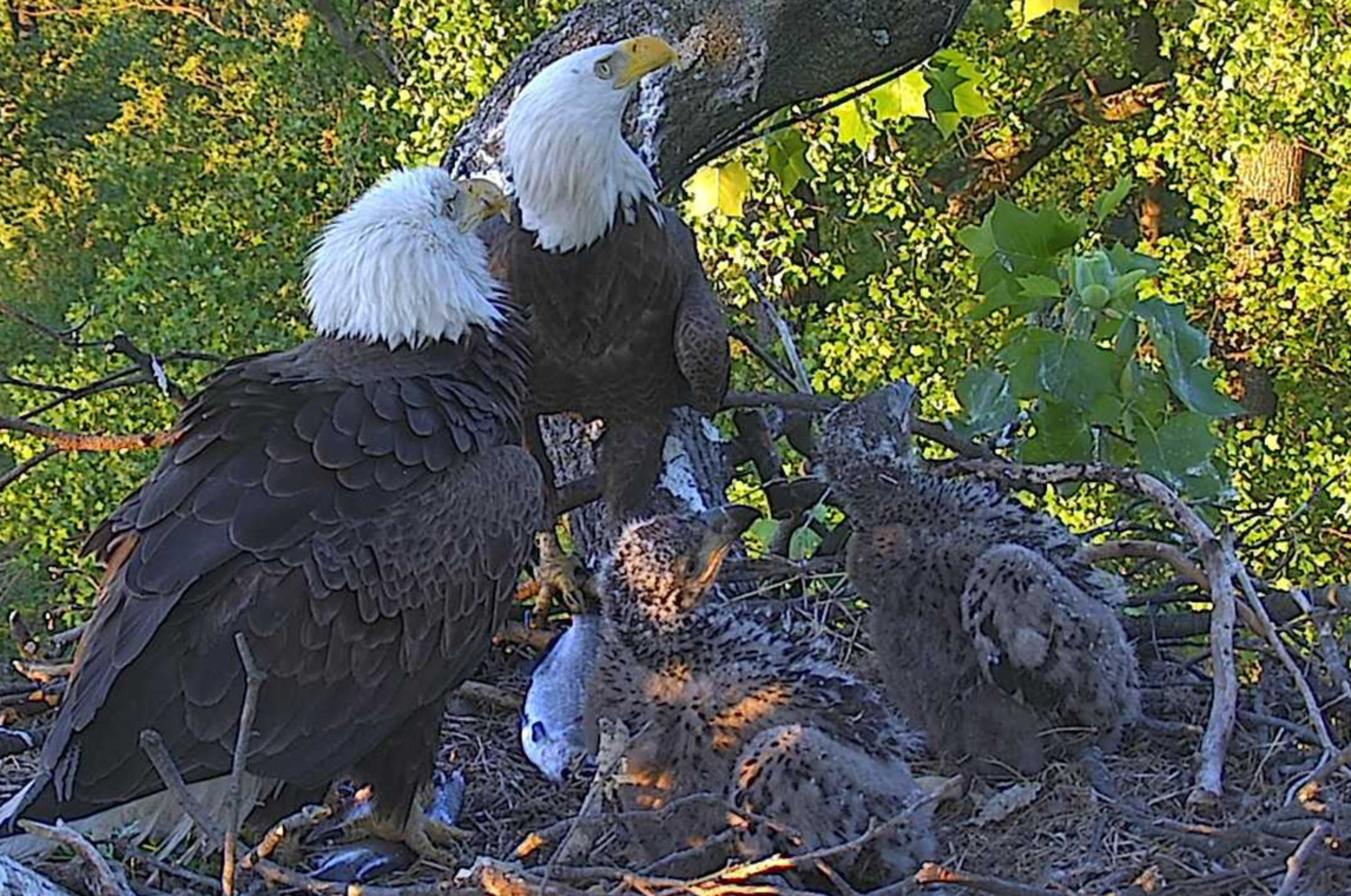 DC2 & DC3, the two adorable Bald Eaglets watched daily by hundreds of thousands of viewers on www.dceaglecam.org, are now named "Freedom" & "Liberty." Over 36,000 votes were submitted and this name pair won by more than a third of the votes. Photo Copyright American Eagle Foundation 2016