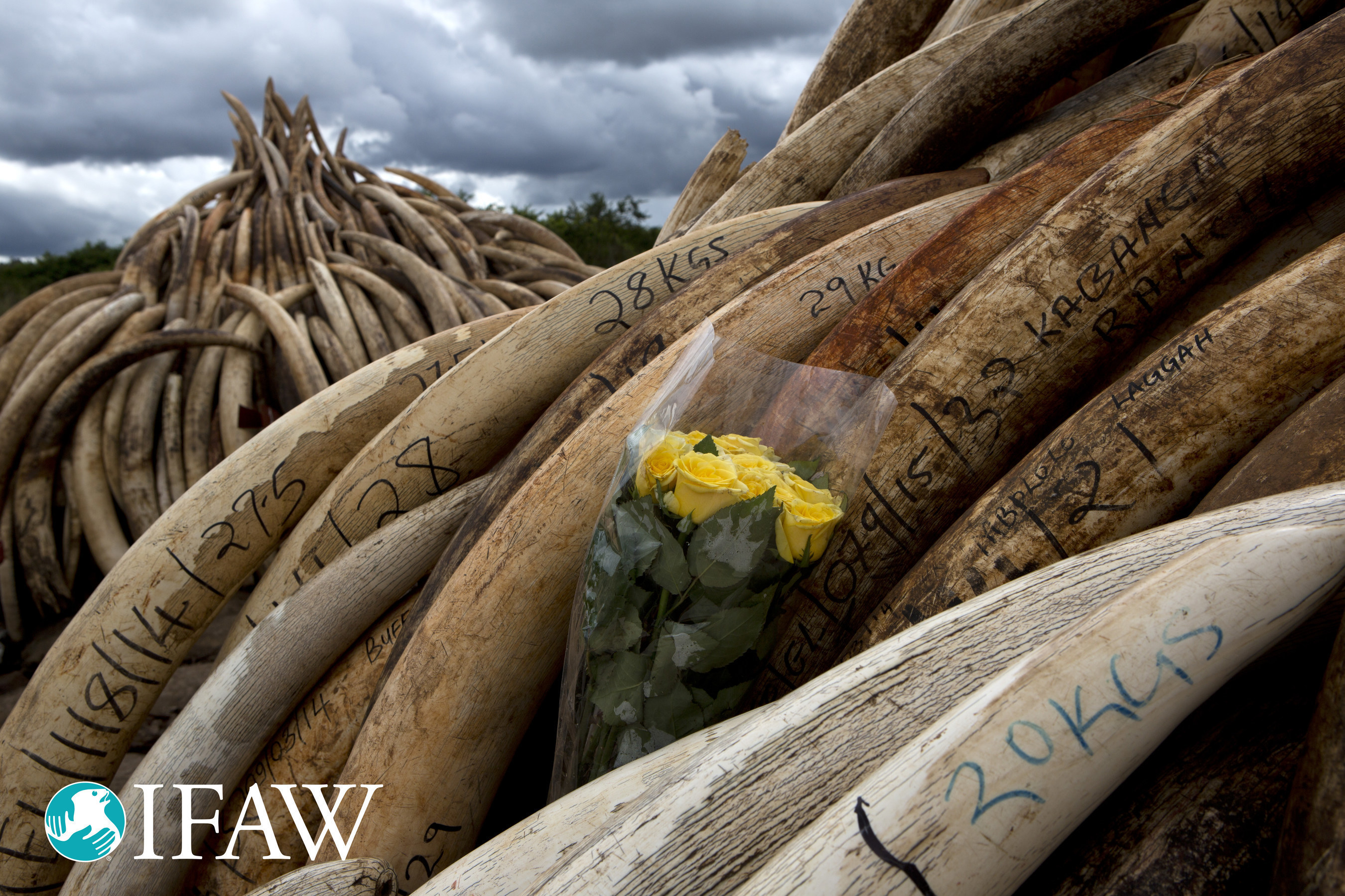 IFAW: Largest ivory crush ever in Kenya sends message to poachers