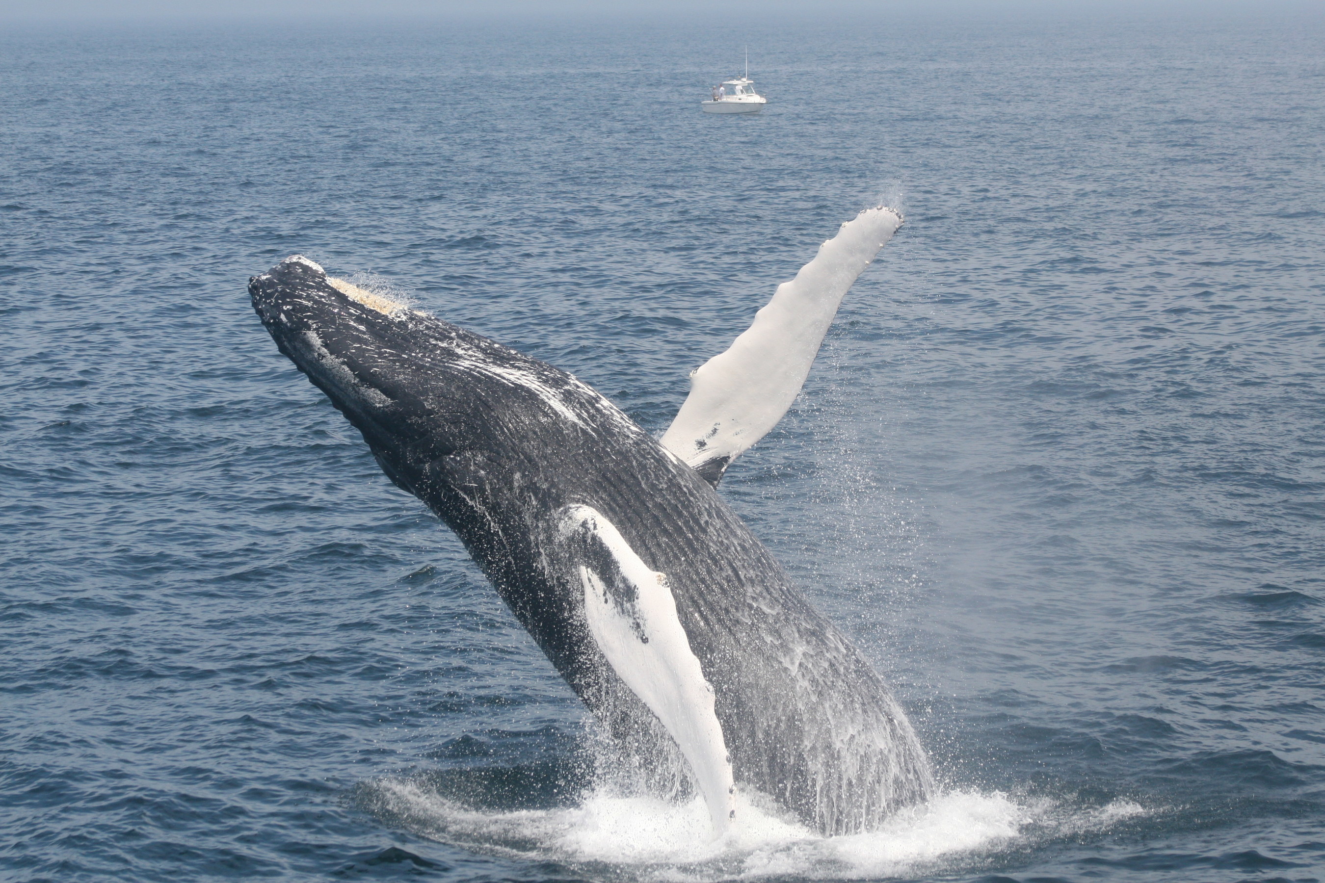 Breaching humpback Image: WDC