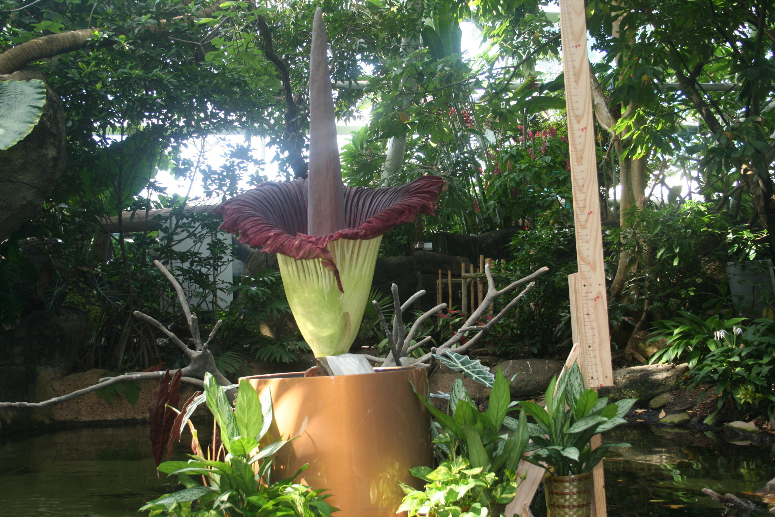 "Morticia" the Corpse Flower is expected to bloom at Moody Gardens in Galveston, TX within the next week. She will be approximately 10 ft. tall with a powerful stench as shown in this picture from her first bloom in 2012