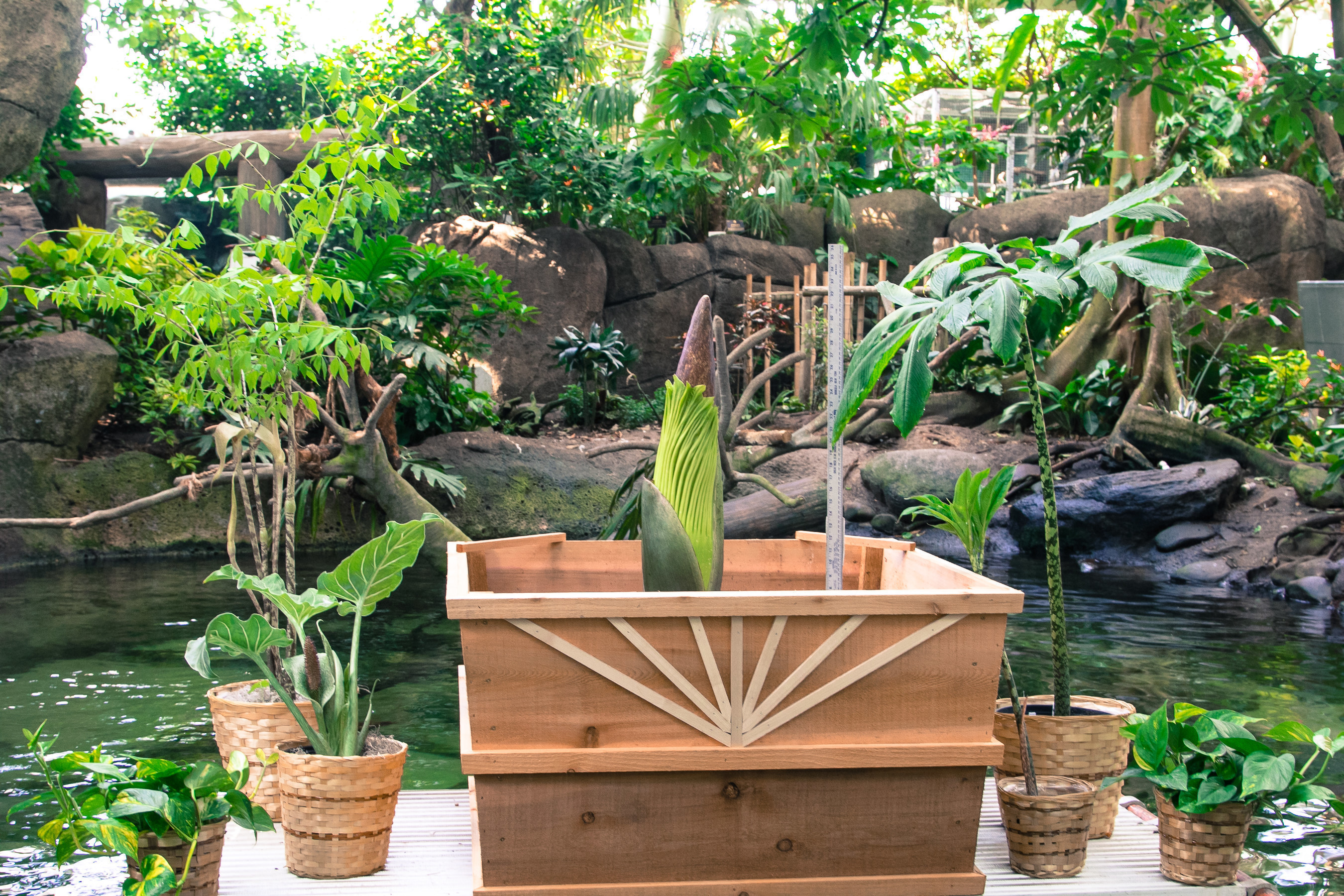 A rare Corpse Flower named "Morticia" is expected to bloom within the next week at Moody Gardens in Galveston, TX. It is one of only five to bloom in Texas and 122 in the U.S. since 1937. This is the second time for Morticia to bloom. It bloomed for the first time in 2012.