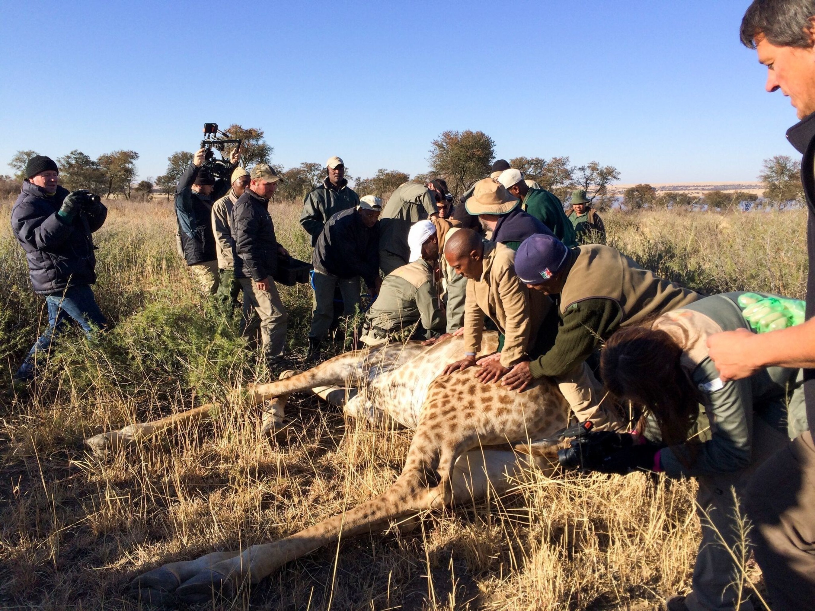 South Africa University of the Free State lecturer in wildlife management Dr. Francois Deacon collars a wild giraffe with a GPS tracking device. Collars and ear tags help Deacon silently follow wild giraffe in Africa to learn of habits that may be leading to their decline.