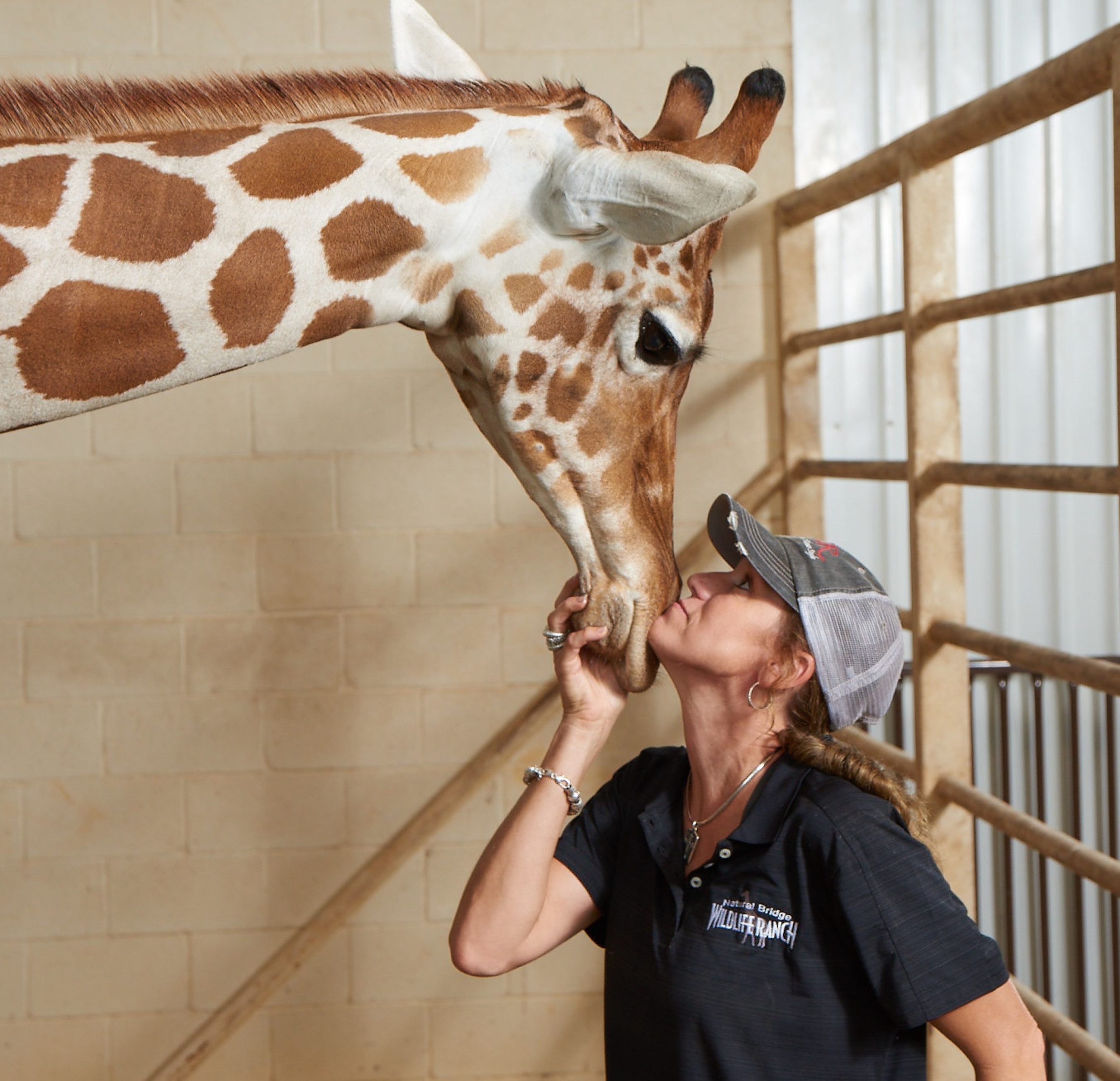 Natural Bridge Wildlife Ranch's male twin giraffe Buddy, hand reared since birth, works with NBWR animal specialist Tiffany Soechting. Buddy has served as the species ambassador, drawing together biologists, researchers and giraffe enthusiasts in an effort to sound the alarm on his species rapid decline in the wild.