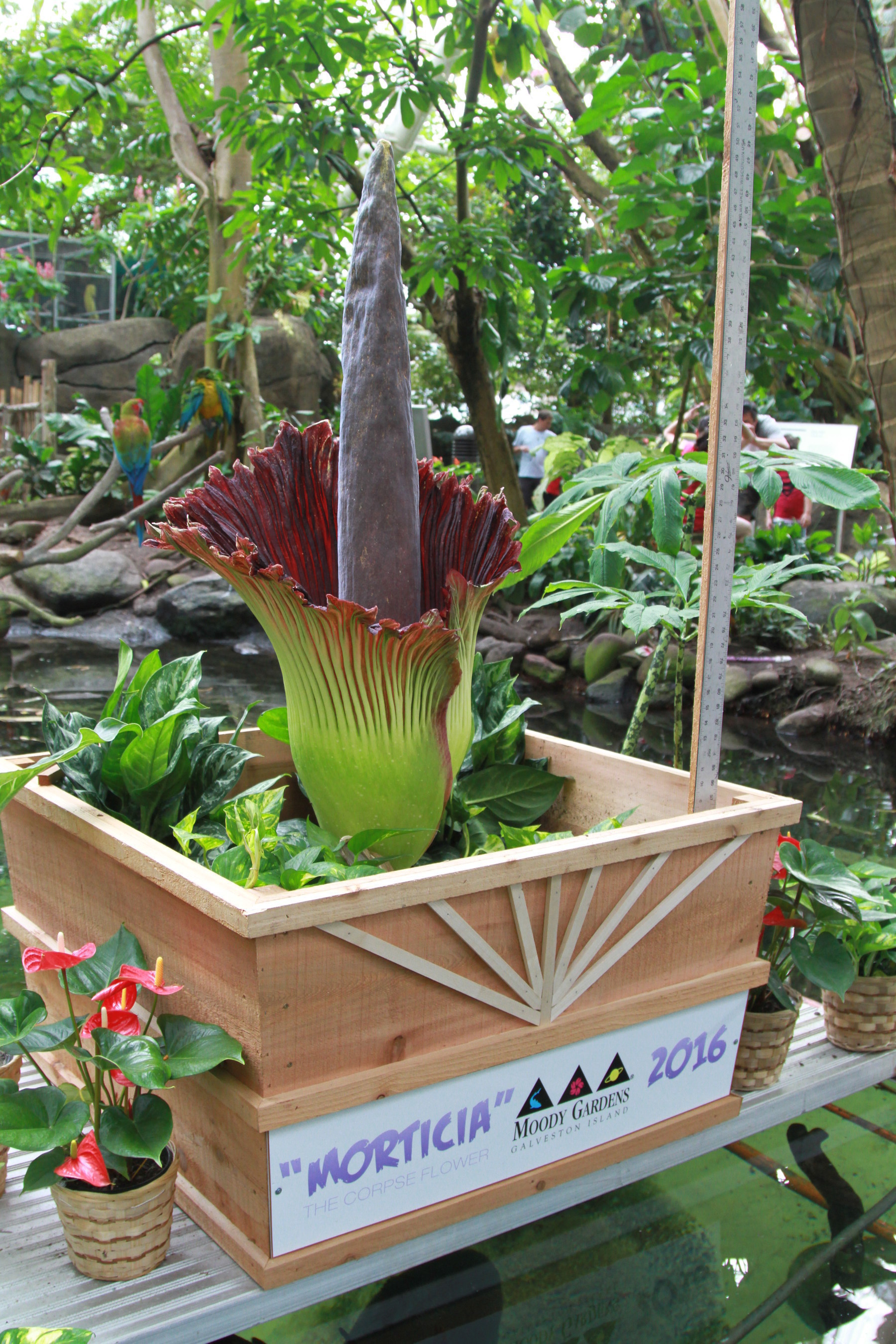 Moody Gardens Corpse Flower "Morticia" opened Saturday afternoon in Galveston, TX. She is beautiful and breahtaking in more ways than one, emitting an odor that smells like rotting flesh.
