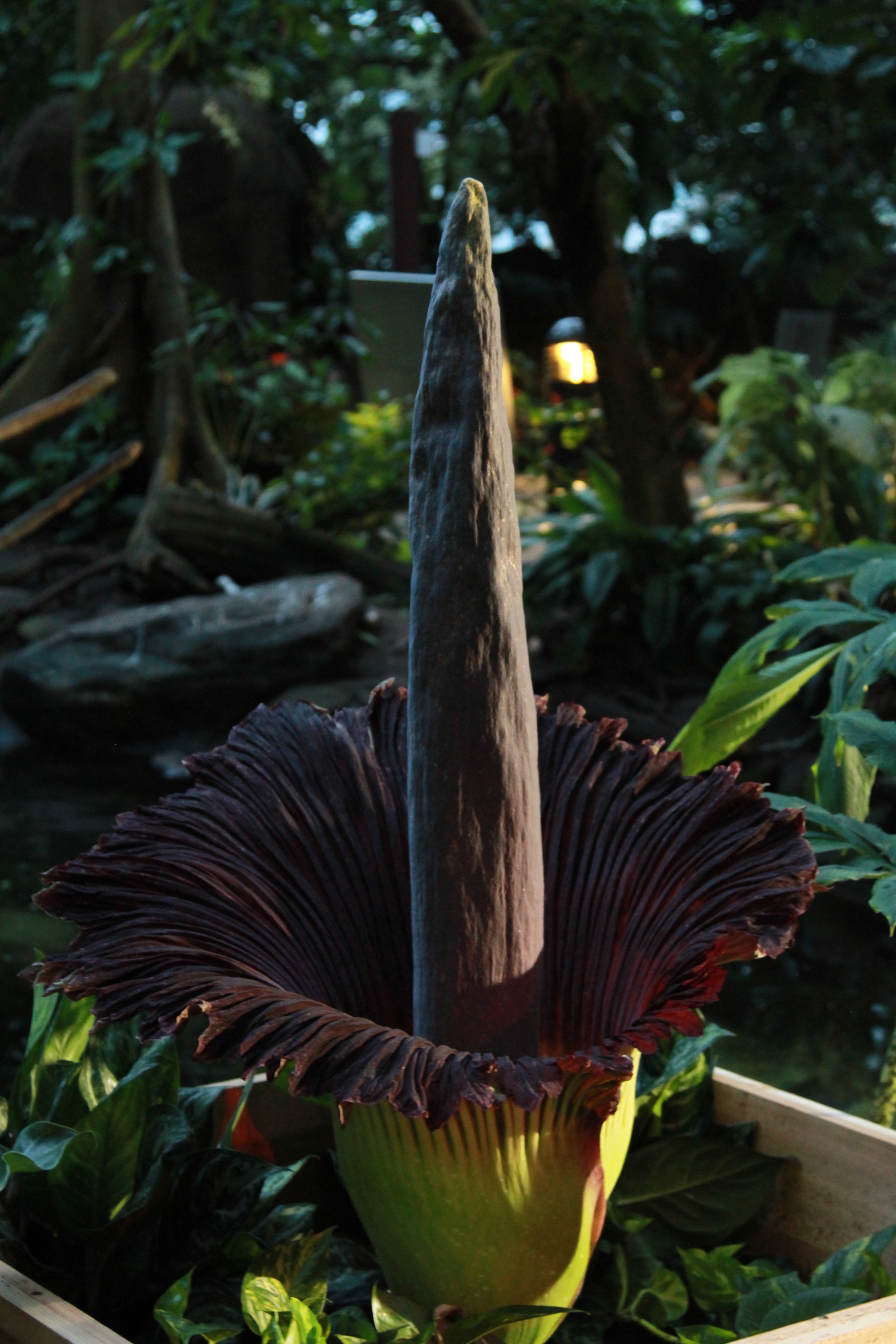 A Corpse Flower named "Morticia" opened Saturday afternoon and delivered a powerful stench that smells like rotting flesh for visitors who came to see her at Moody Gardens in Galveston, TX. Her bloom is expected to last two to four days.