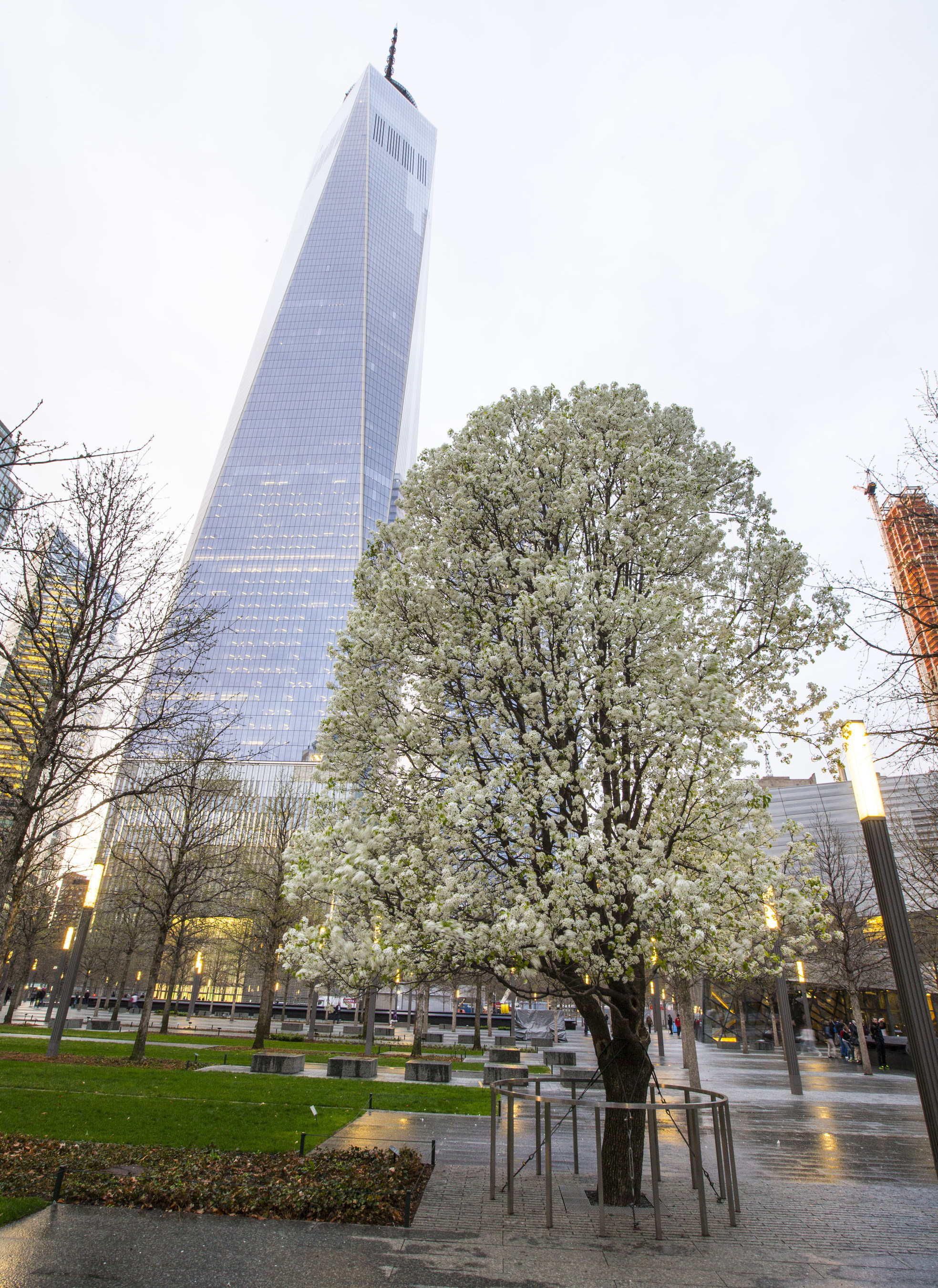 9/11 Survivor Tree to be Planted at Mercy Hospital Joplin