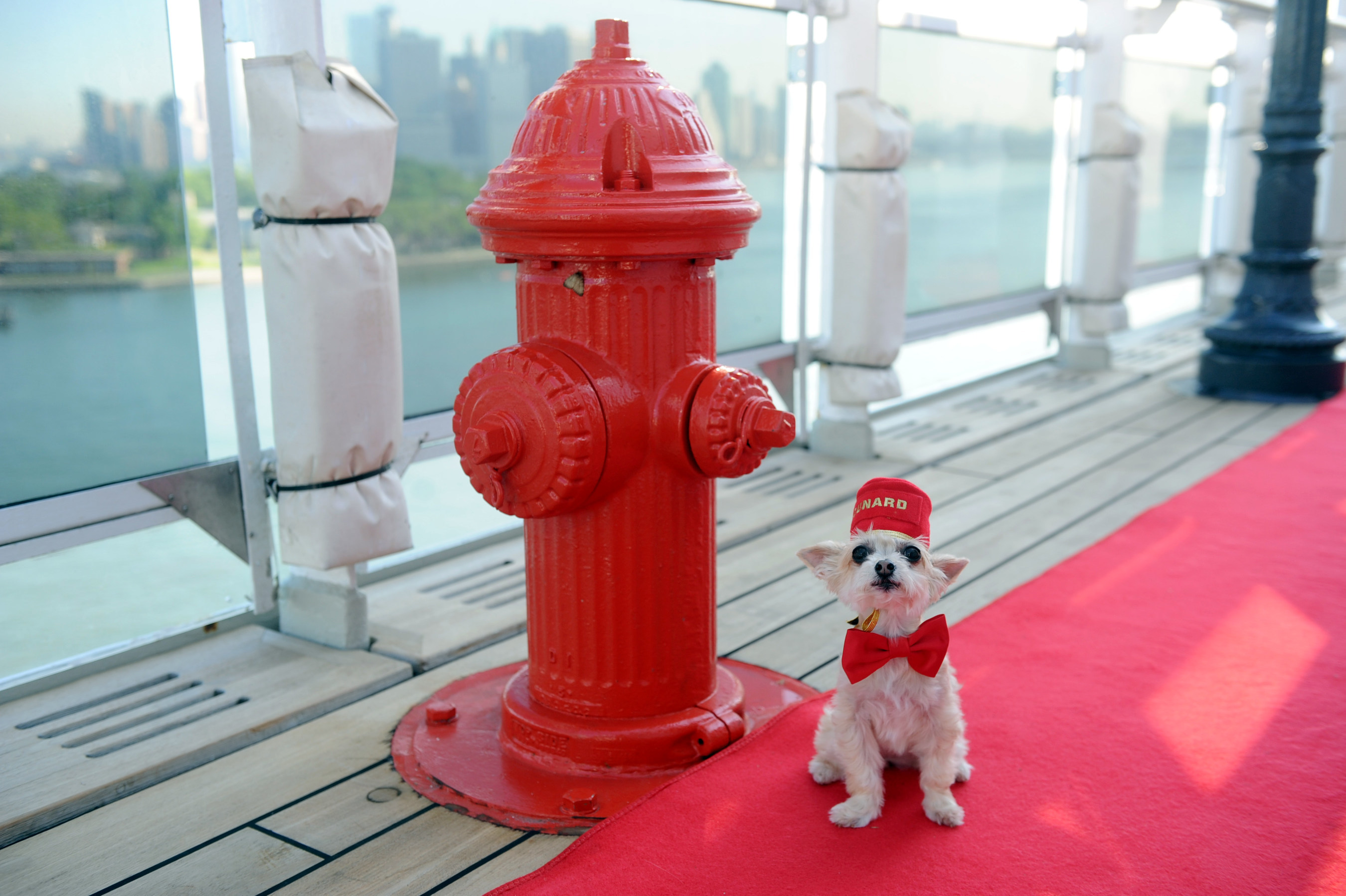 Ella Bean, a Yorkie mix, enjoys the remastered kennels on the Queen Mary 2, the only passenger liner to carry pets, Wednesday, July 6, 2016, at Brooklyn Cruise Terminal in New York, its U.S. homeport. (Diane Bondareff/AP Images for Cunard)