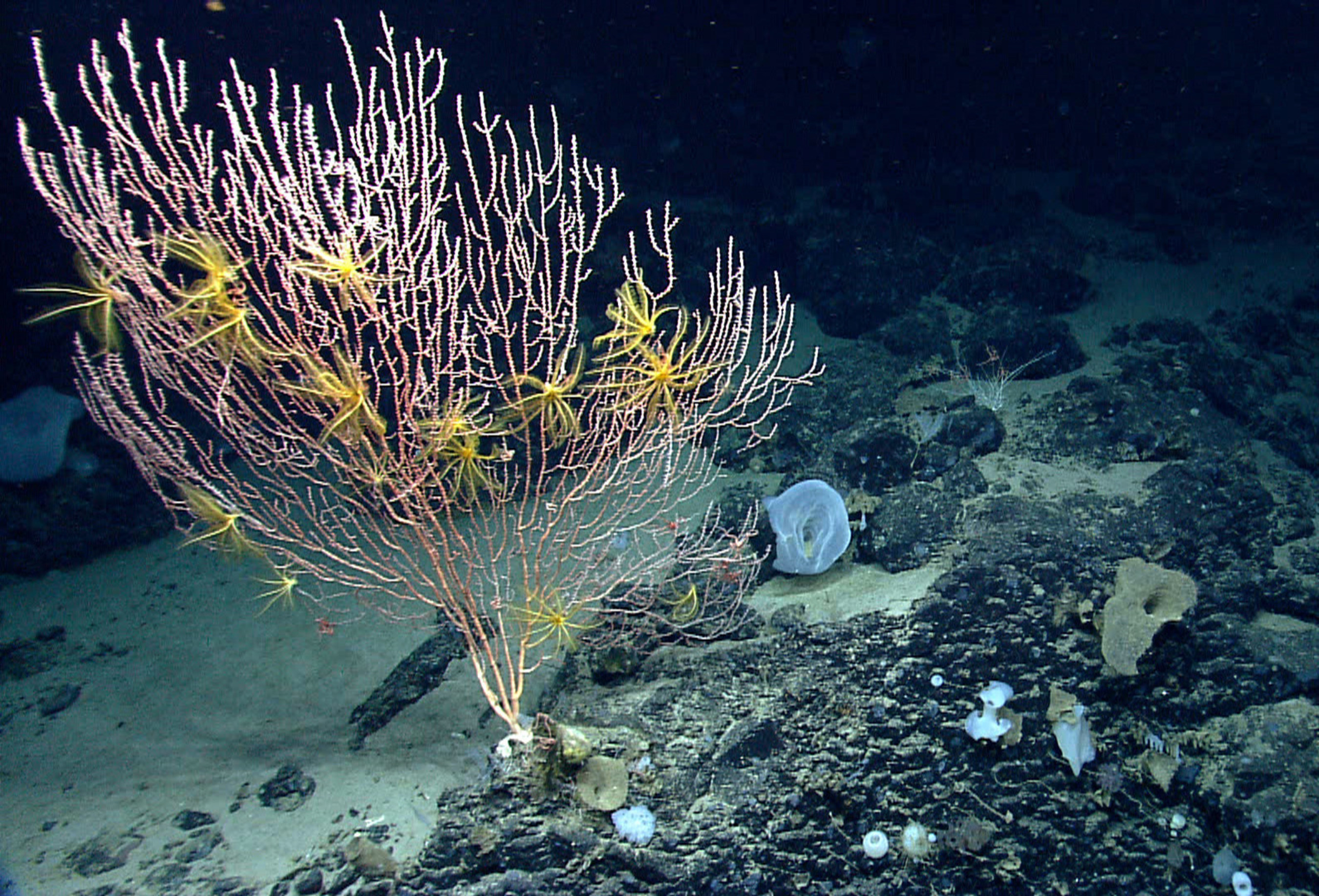 On Mytilus Seamount, a bamboo coral is attached to the black basalt rock formed by a now-extinct undersea volcano. The yellow animals on the coral are crinoids, or sea lilies, in the same major group of animals as sea stars. The summit of Mytilus Seamount is 8,800 ft below the surface of the ocean. Photo: NOAA Okeanos Explorer Program, 2013 Northeast U.S. Canyons Expedition Science Team
