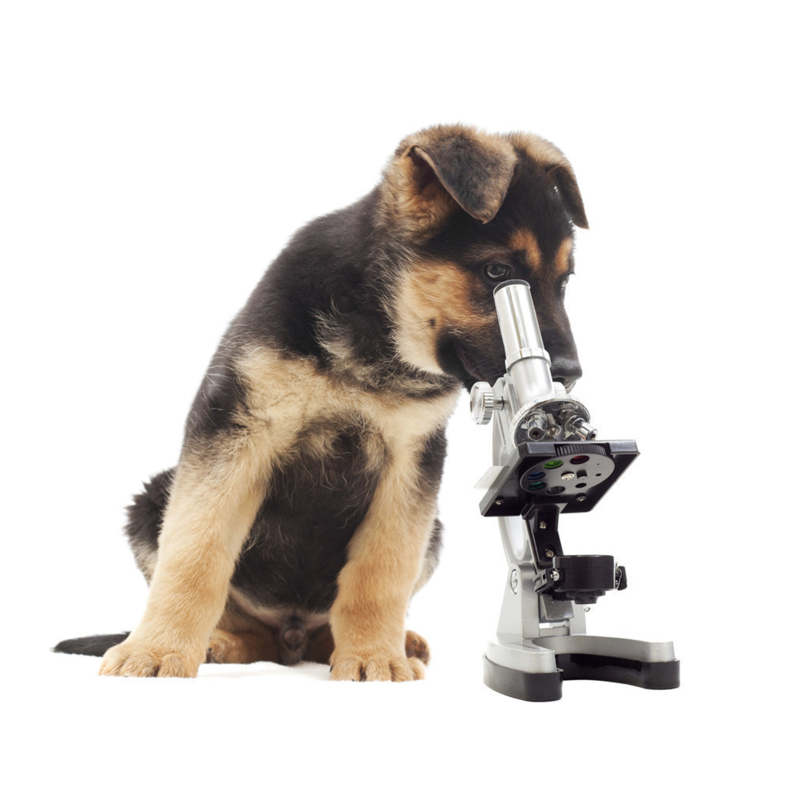 Genetic testing for pets is quickly catching up to its human counterpart.