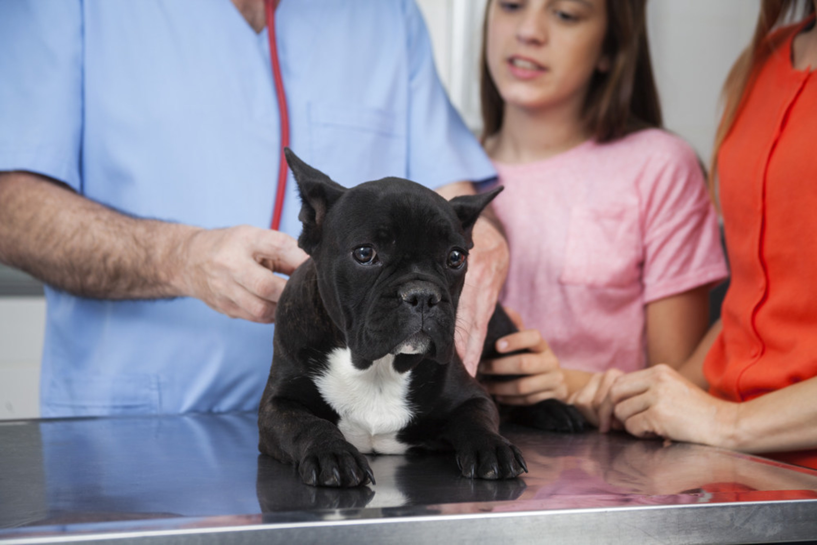 When it comes to animal behavior, there are vital techniques that can make a difference in a pet's life. All can be taught by a skilled veterinarian and their staff.