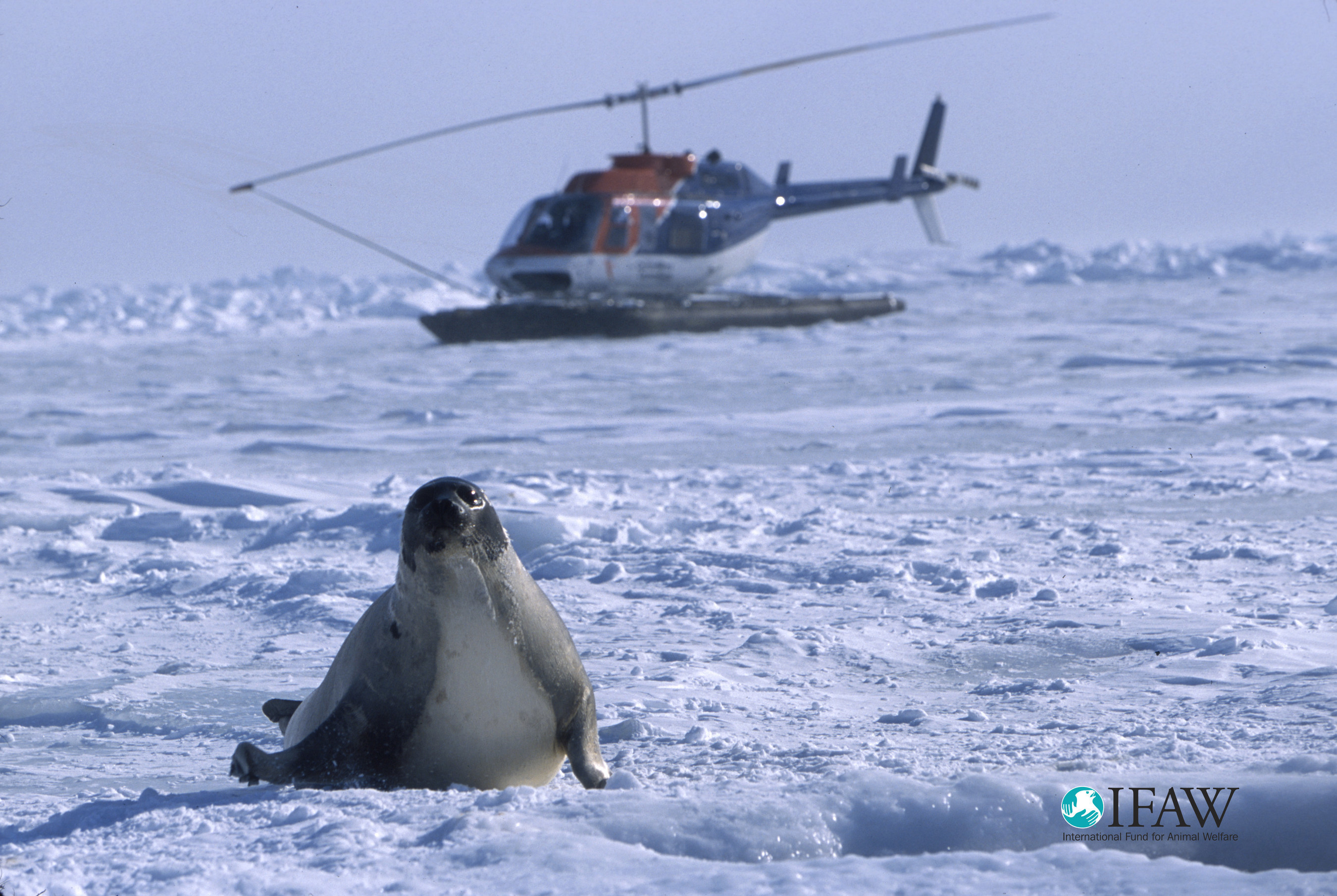 An adult harp seal looks ahead as a helicopter lands in the Gulf of St. Lawrence, Canada in 2003.