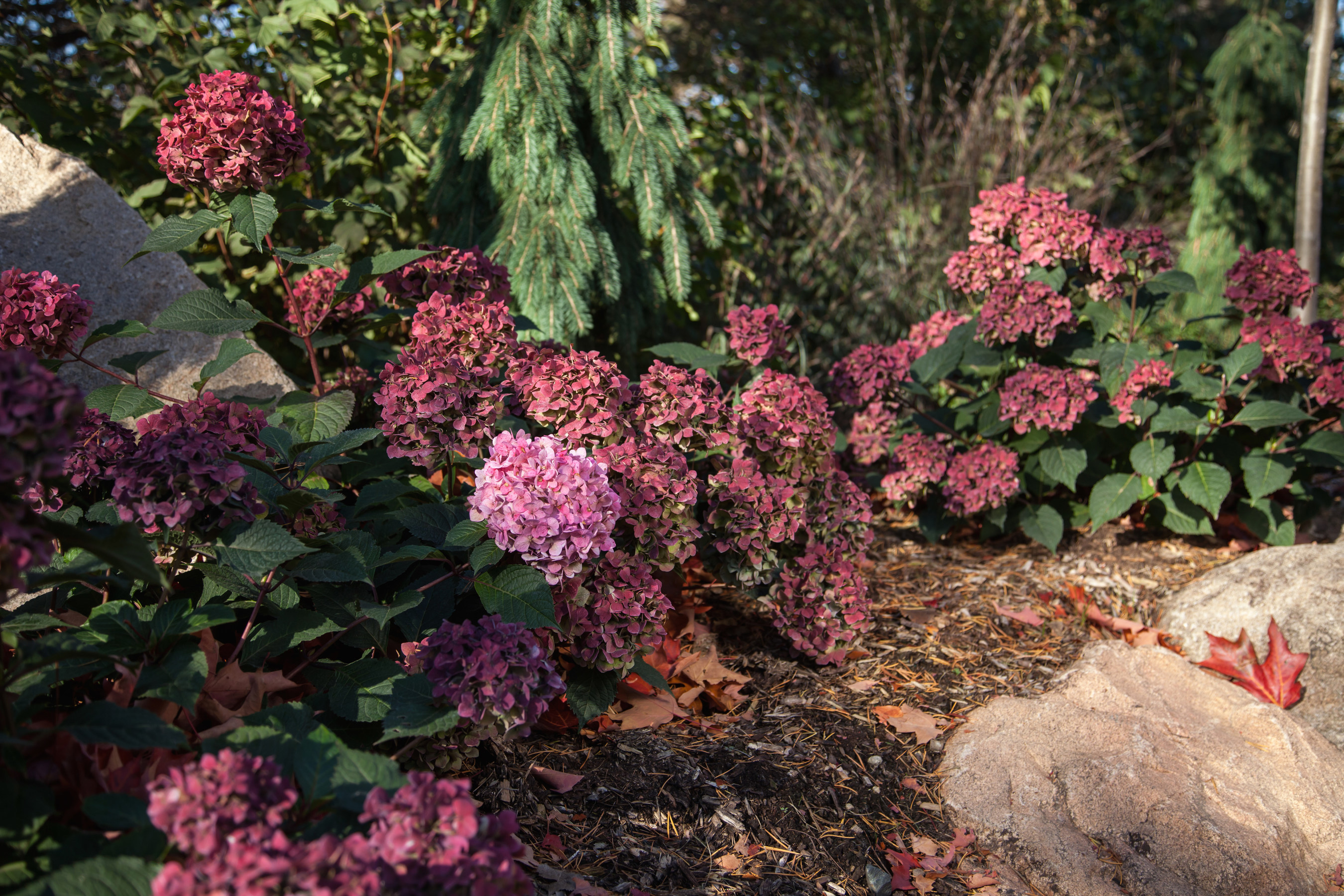 After providing great summer flower color, BloomStruck(R) Hydrangeas' leaves turn a rich, deep red -- the ideal touch for a fall landscape.