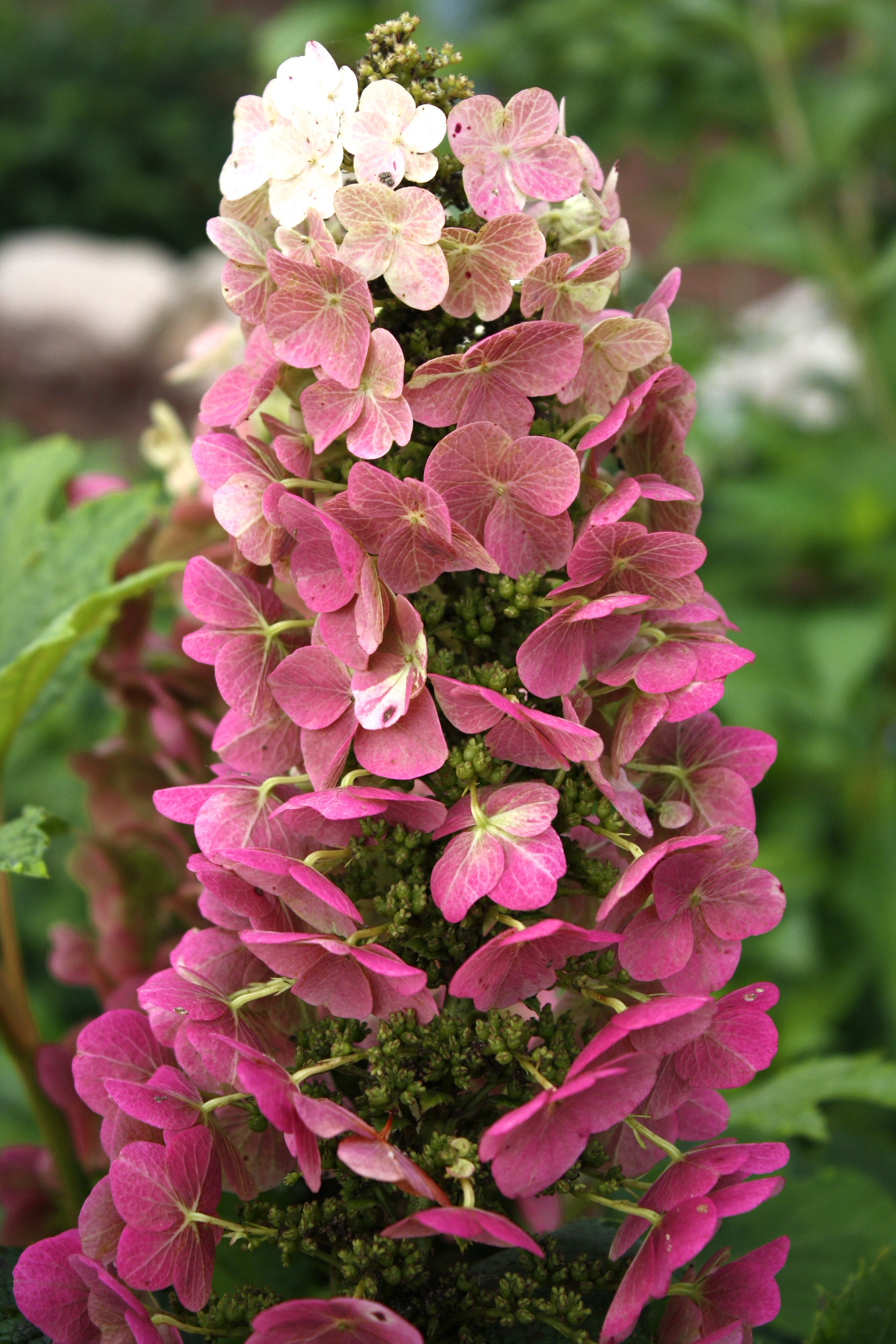 From the First Editions(R) Collection, Jetstream(TM) Oakleaf Hydrangeas provide fantastic autumn color.
