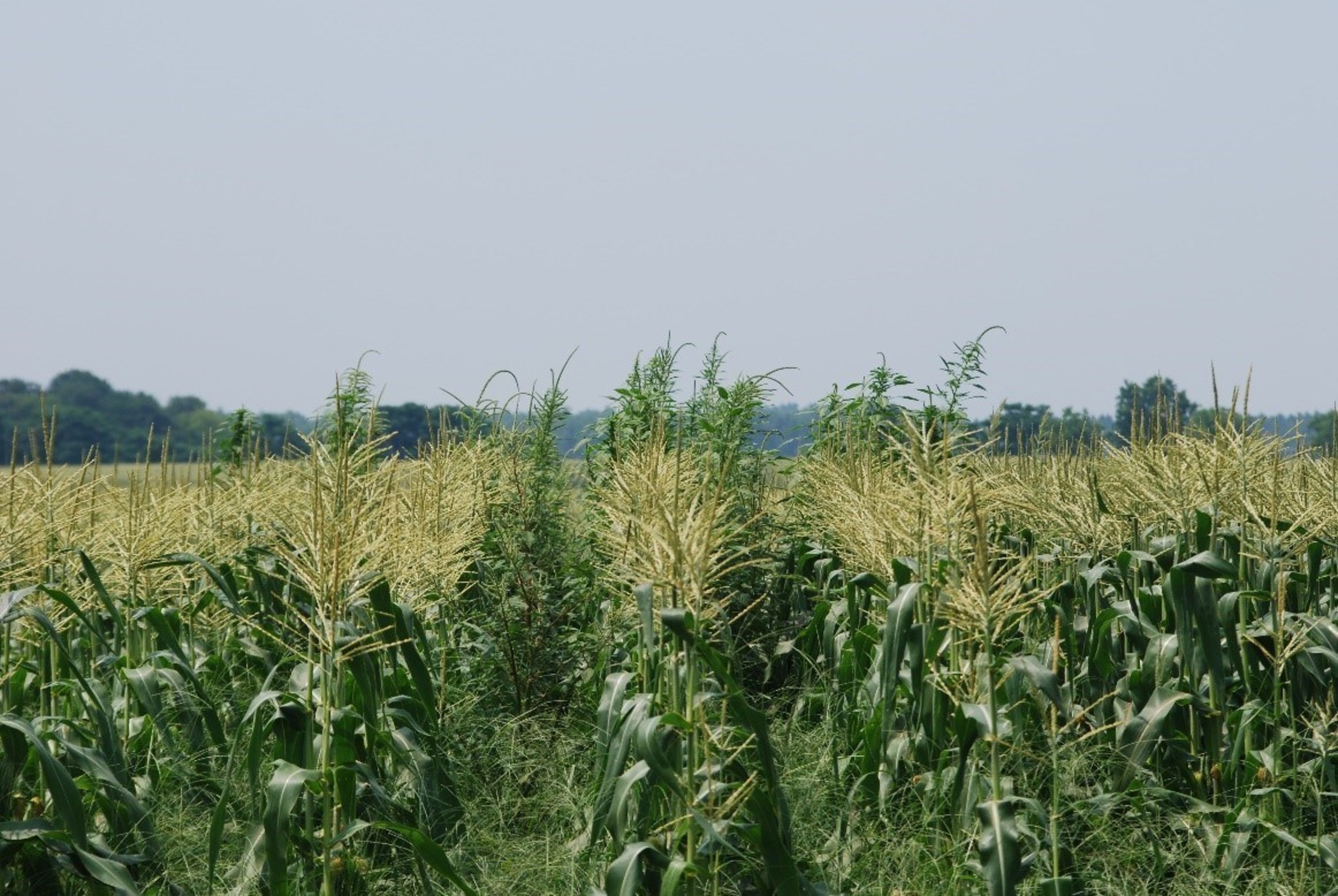 Corn growers regularly fight invasive weed species like this Palmer amaranth.